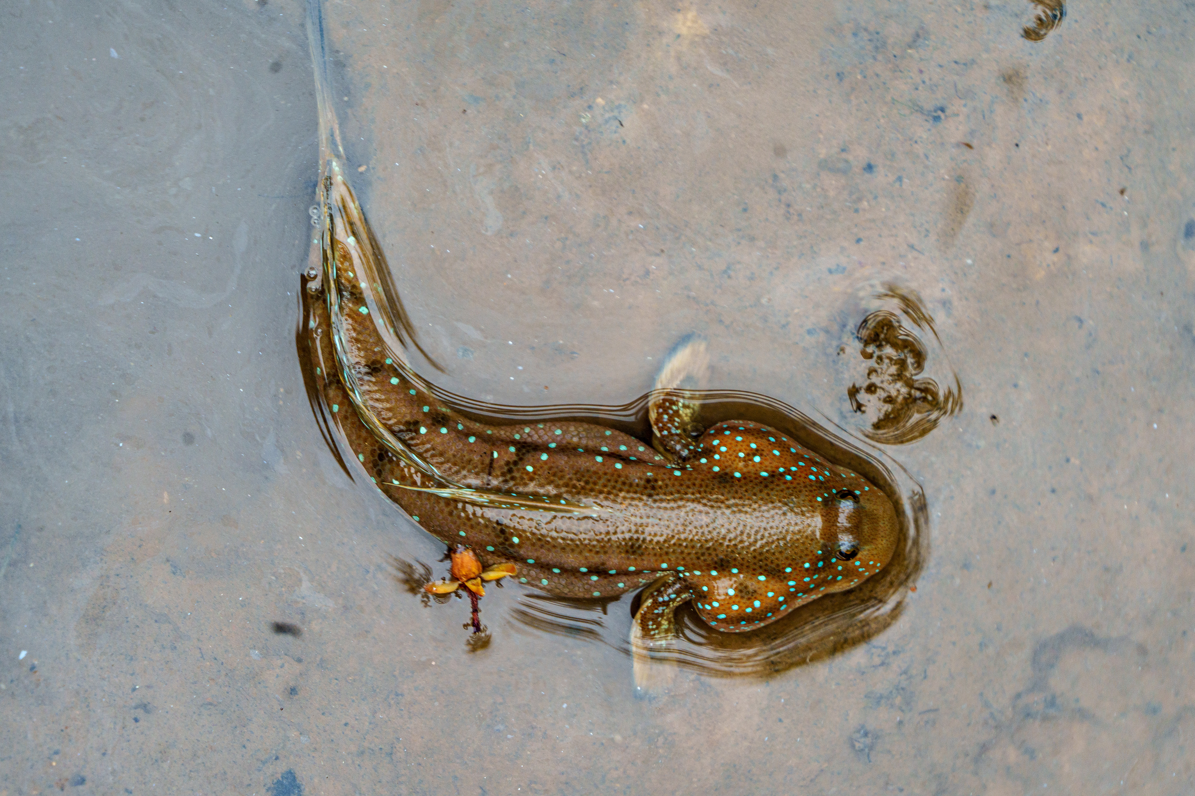 Periophthalmus ou sauteur de vase