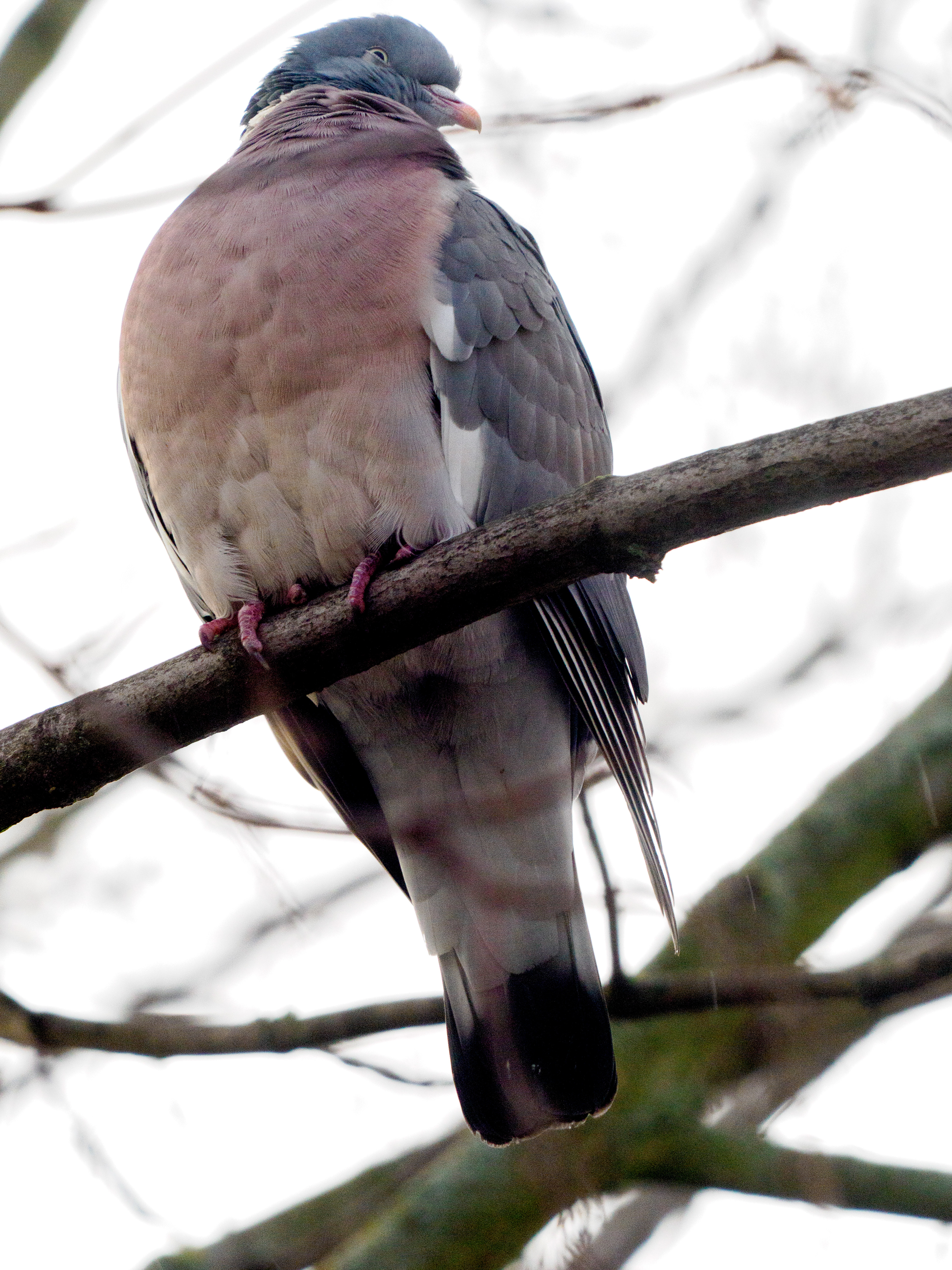 Pigeon