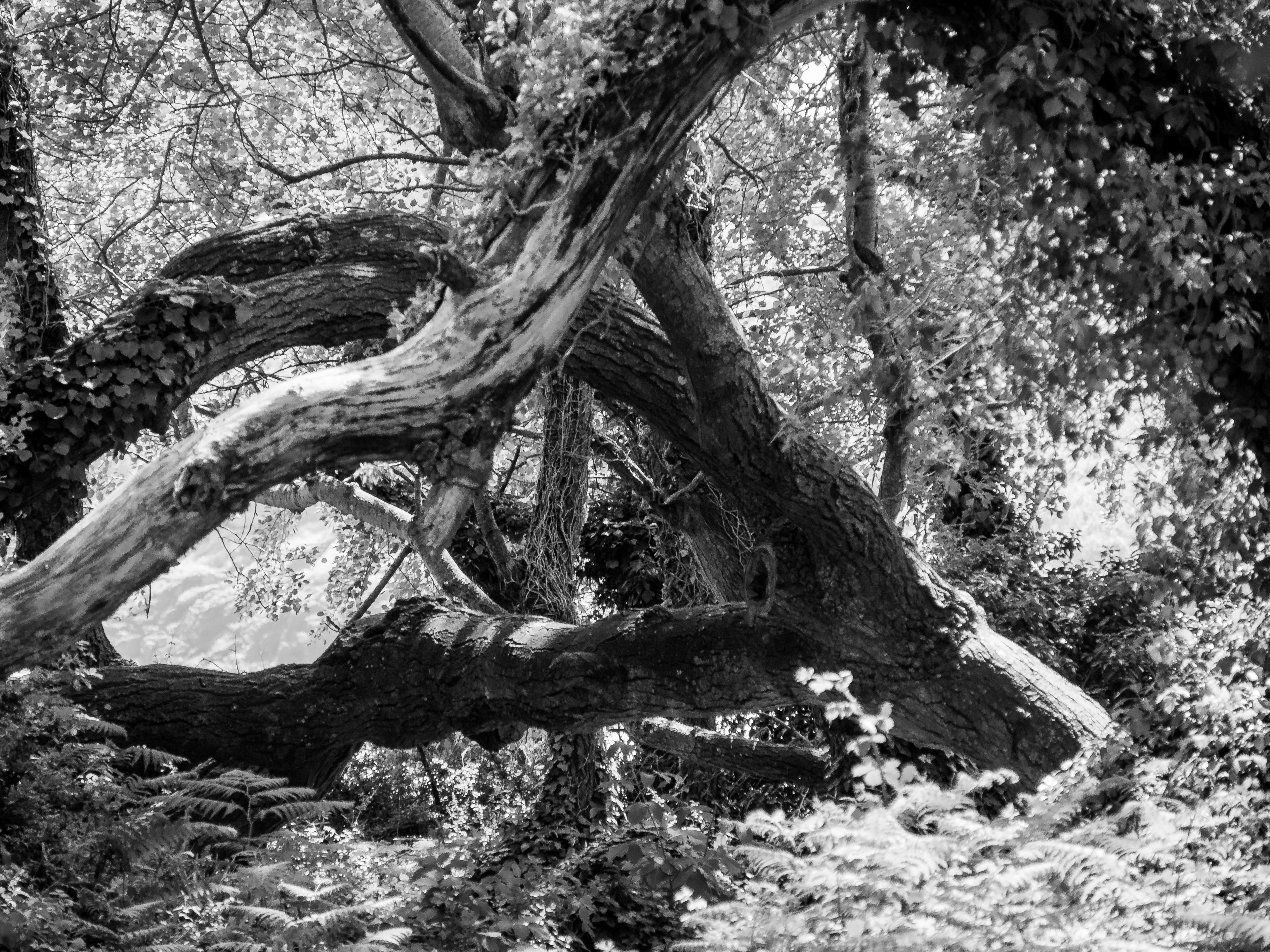 chemin à travers les arbres