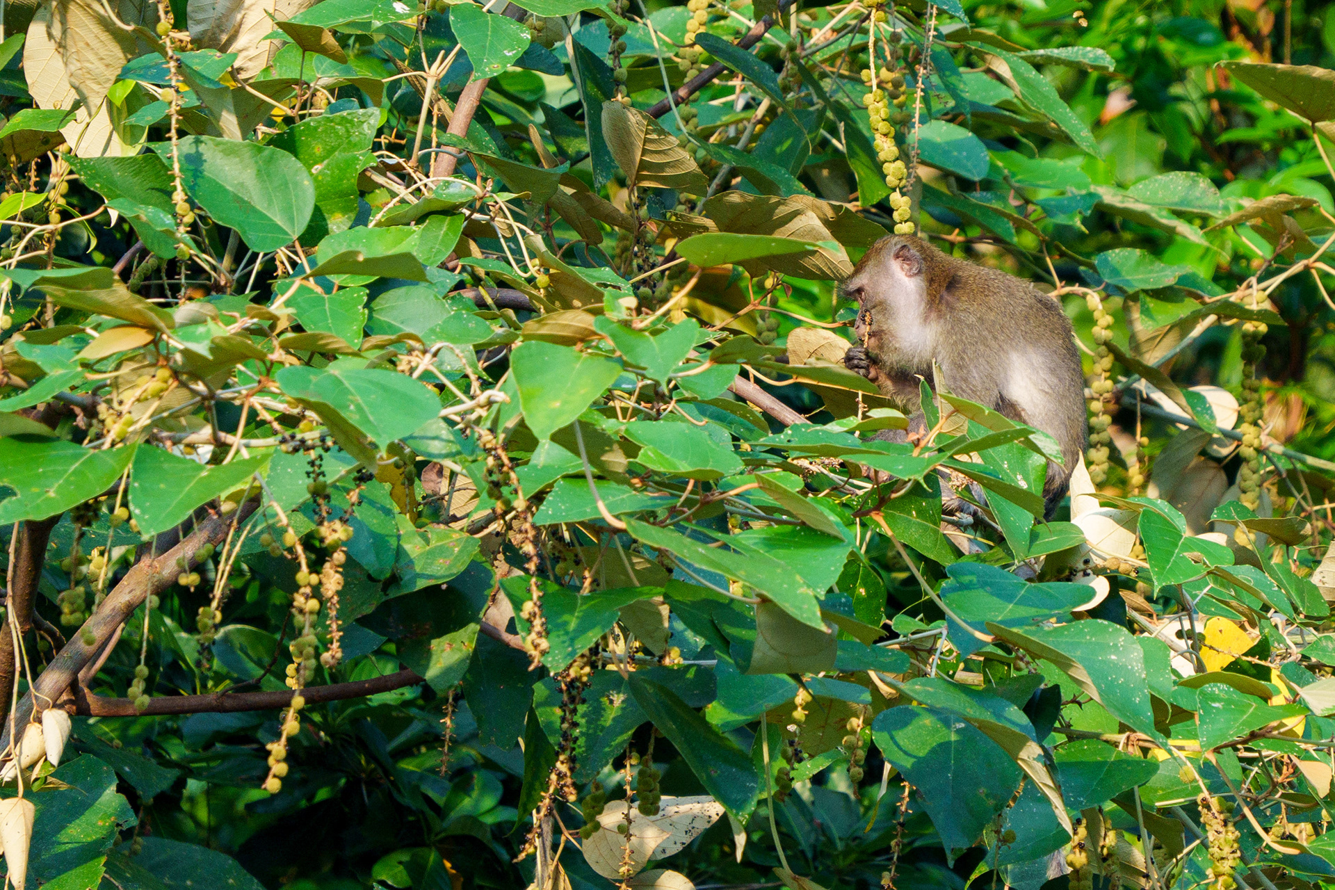 macaque