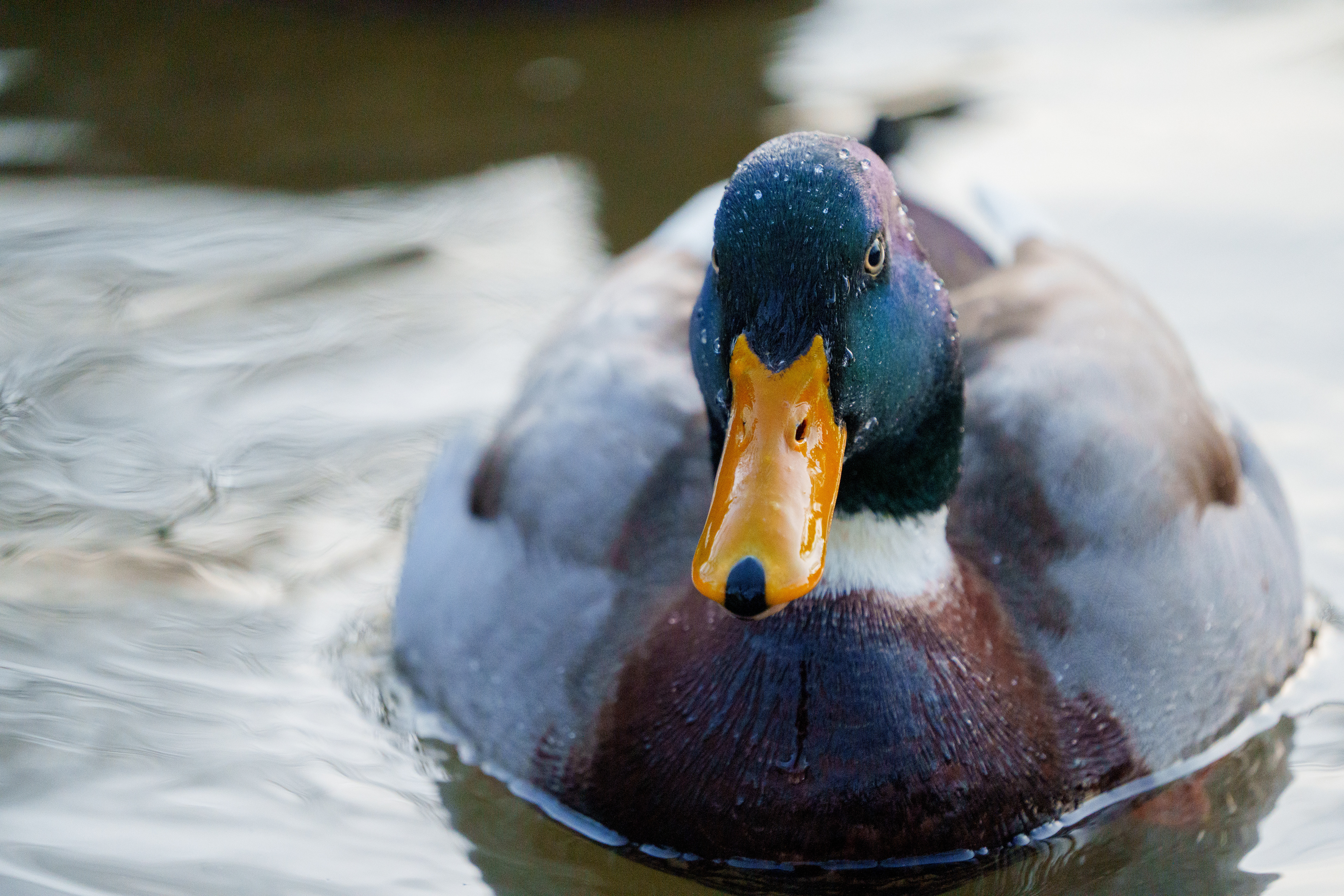 Canards au bois de Vincennes