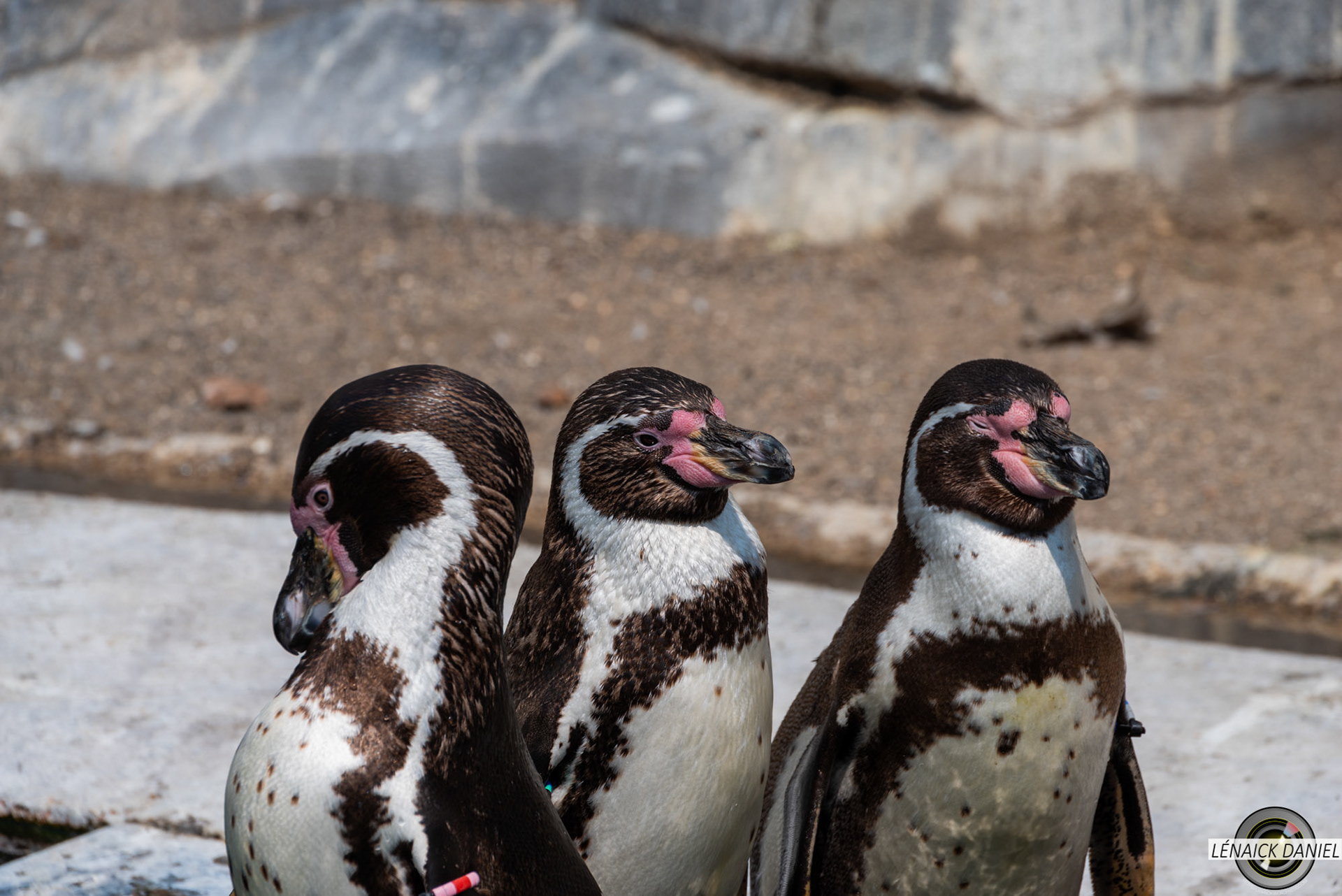pingouins