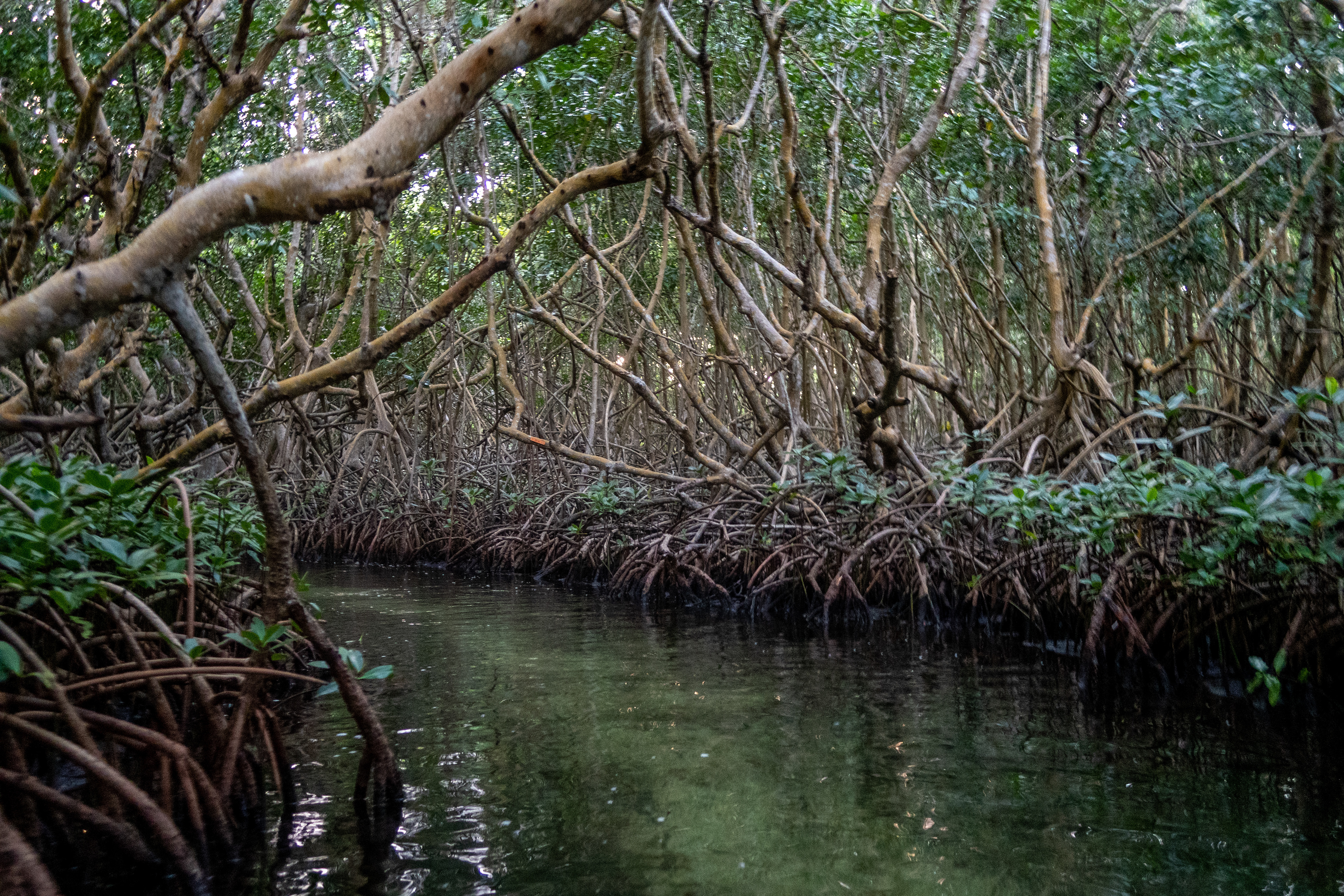 mangrove