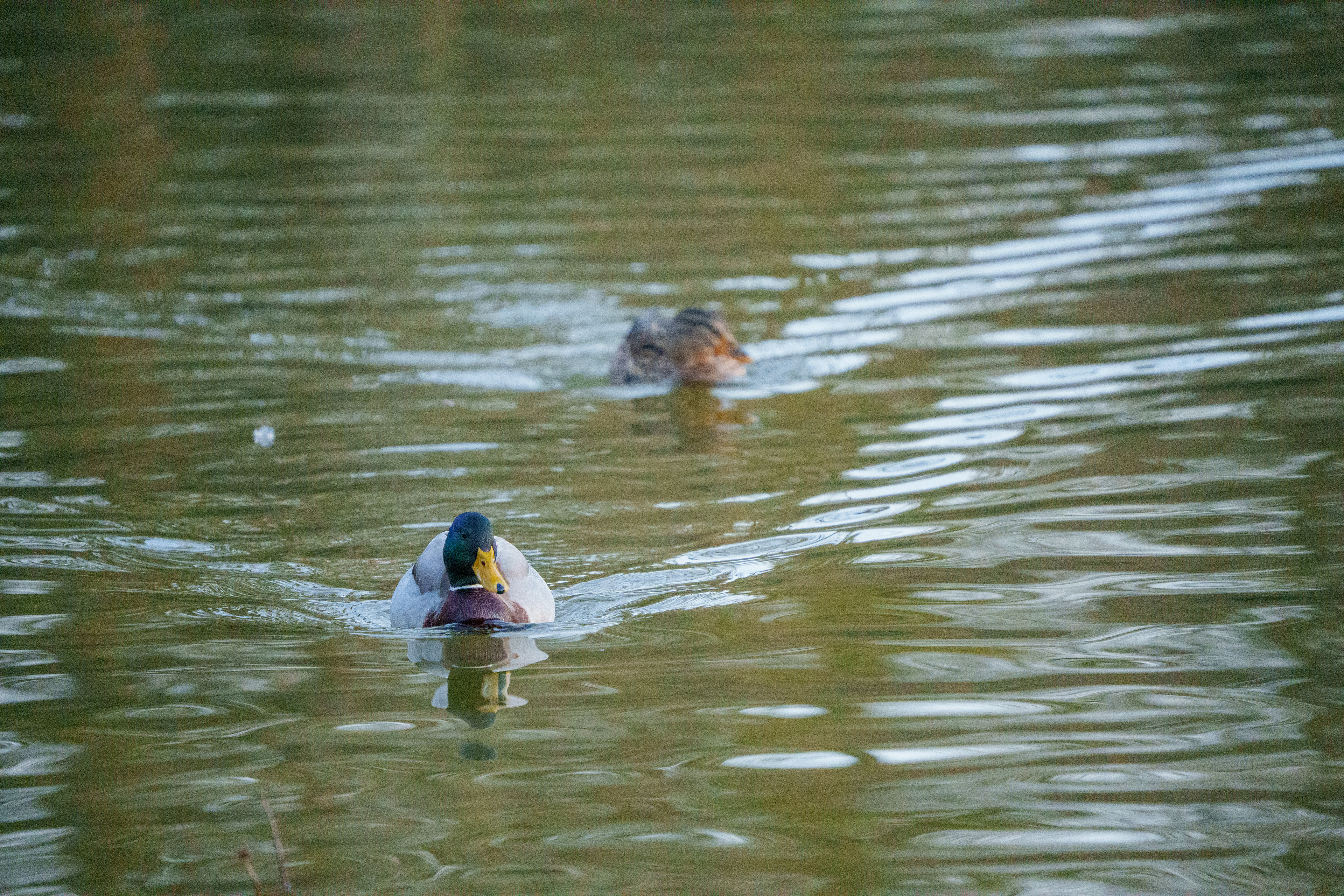 Canards au bois de Vincennes