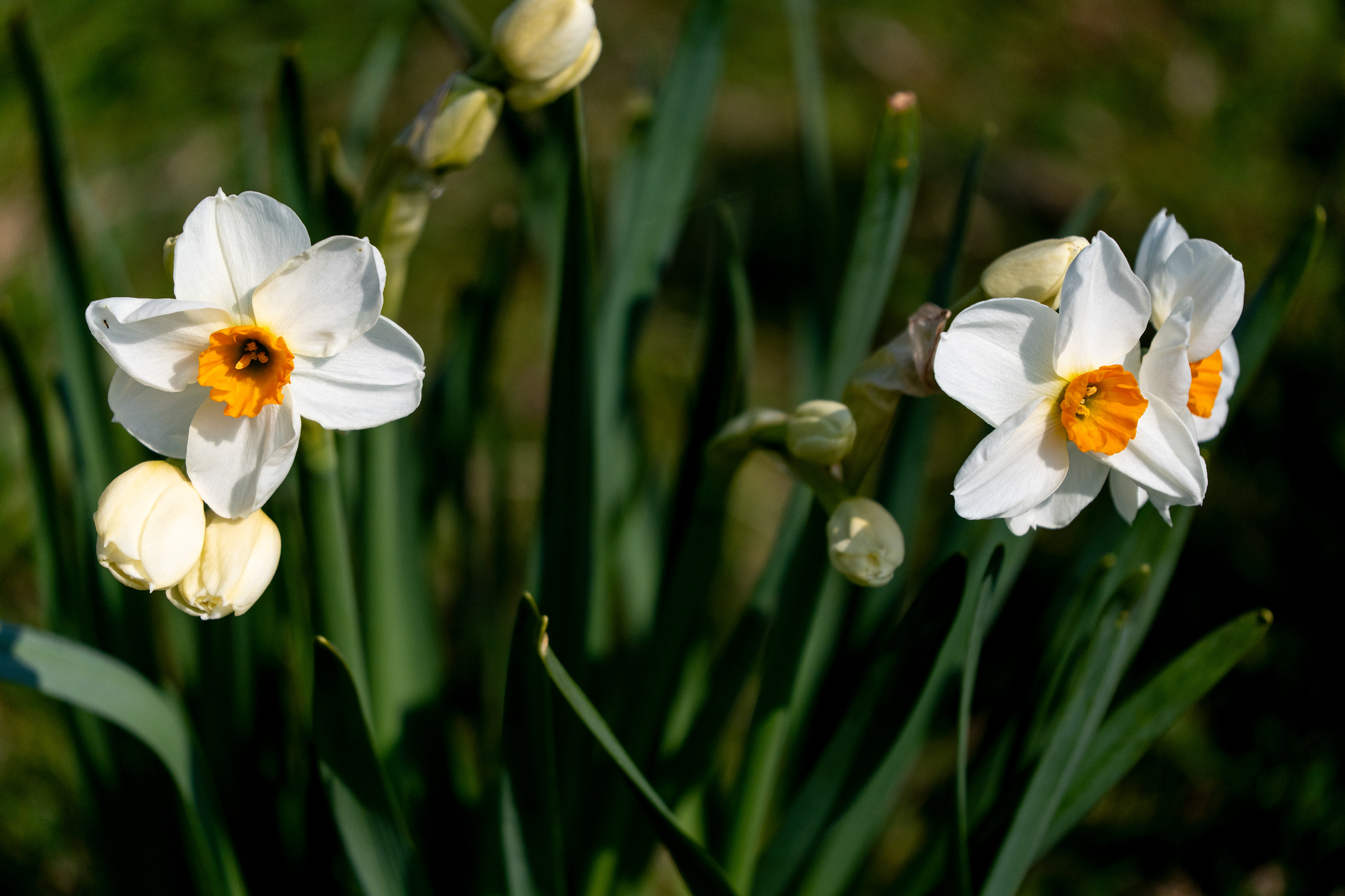 le printemps arrive