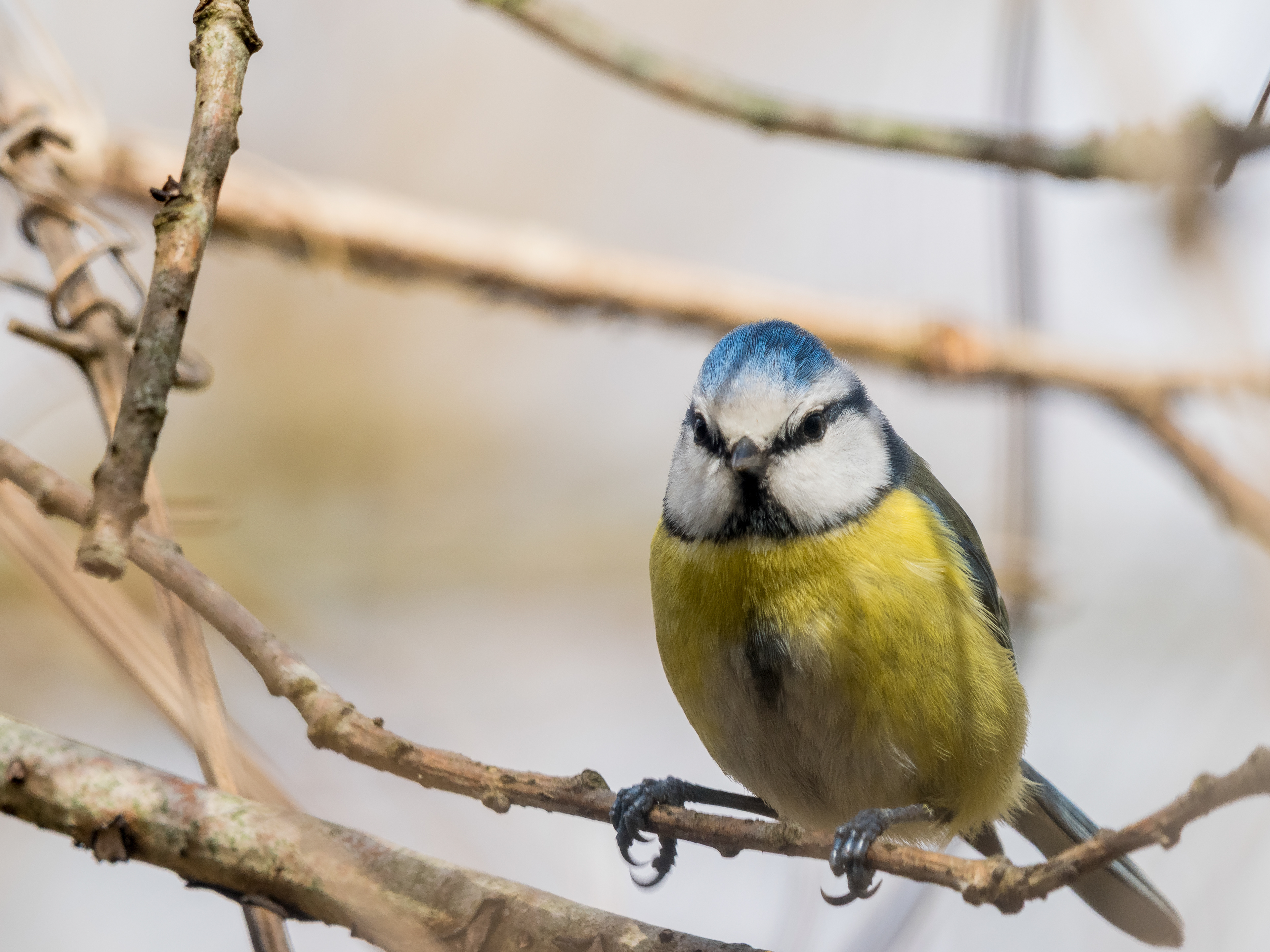 Mésange bleue