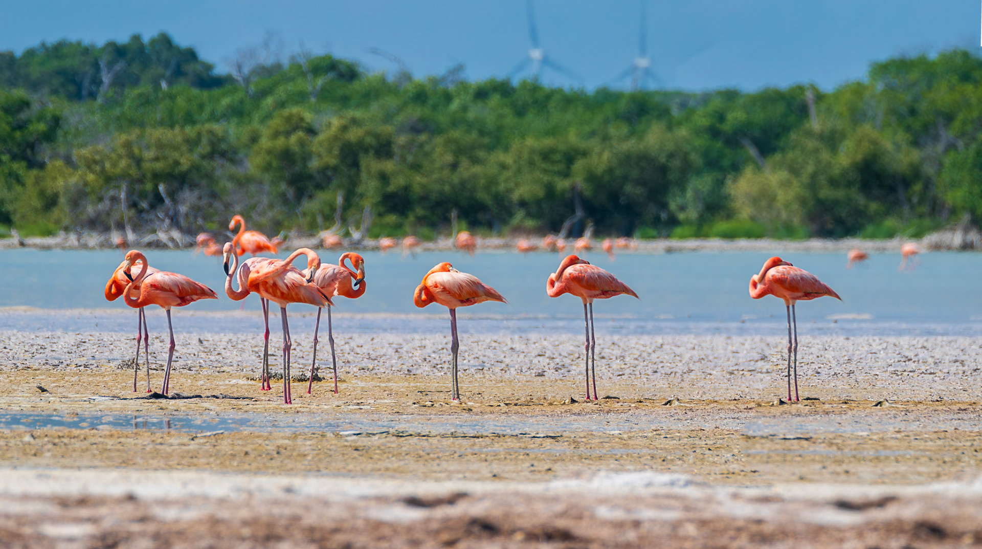 flamands roses