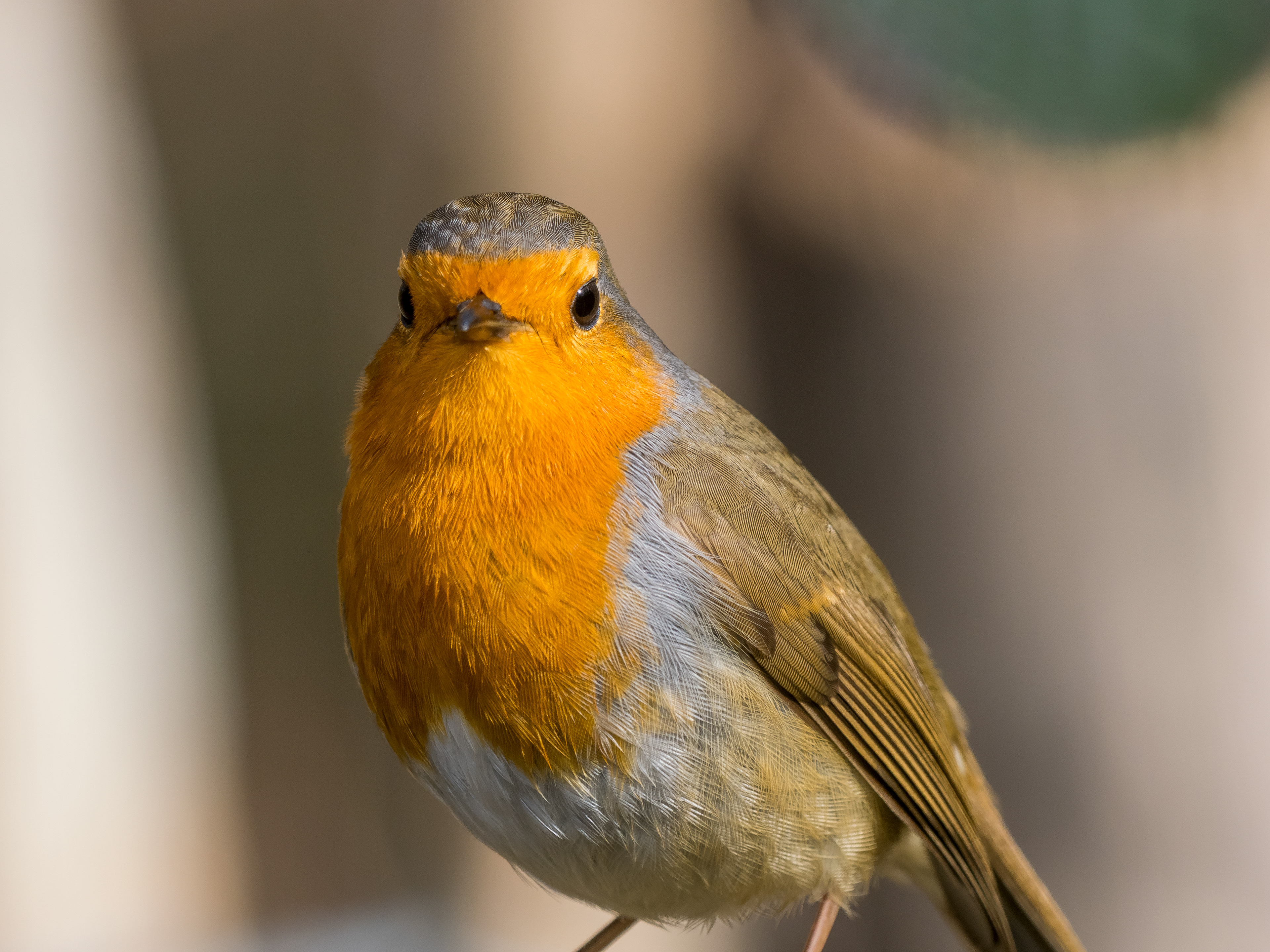 Rouge-Gorge