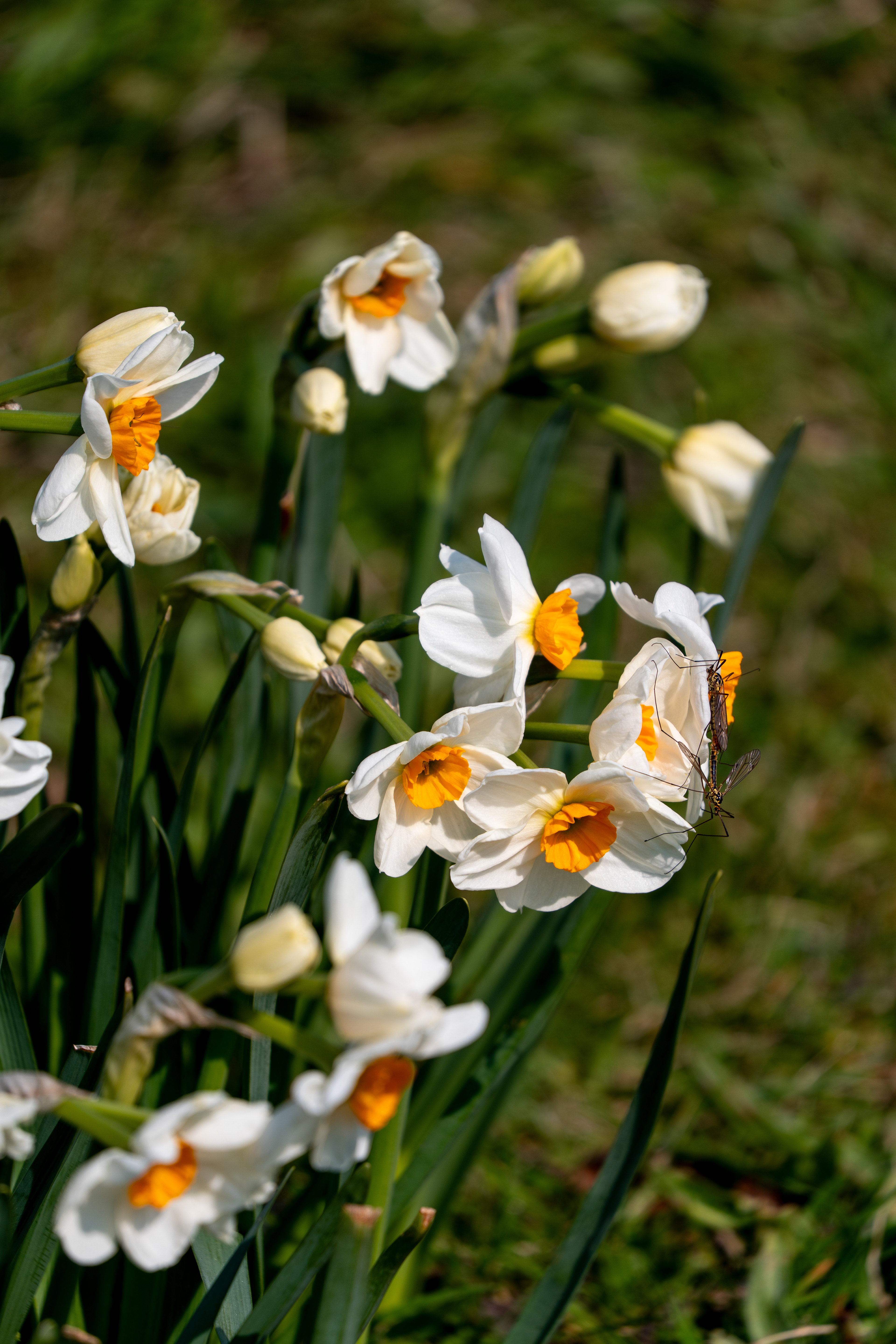 le printemps arrive