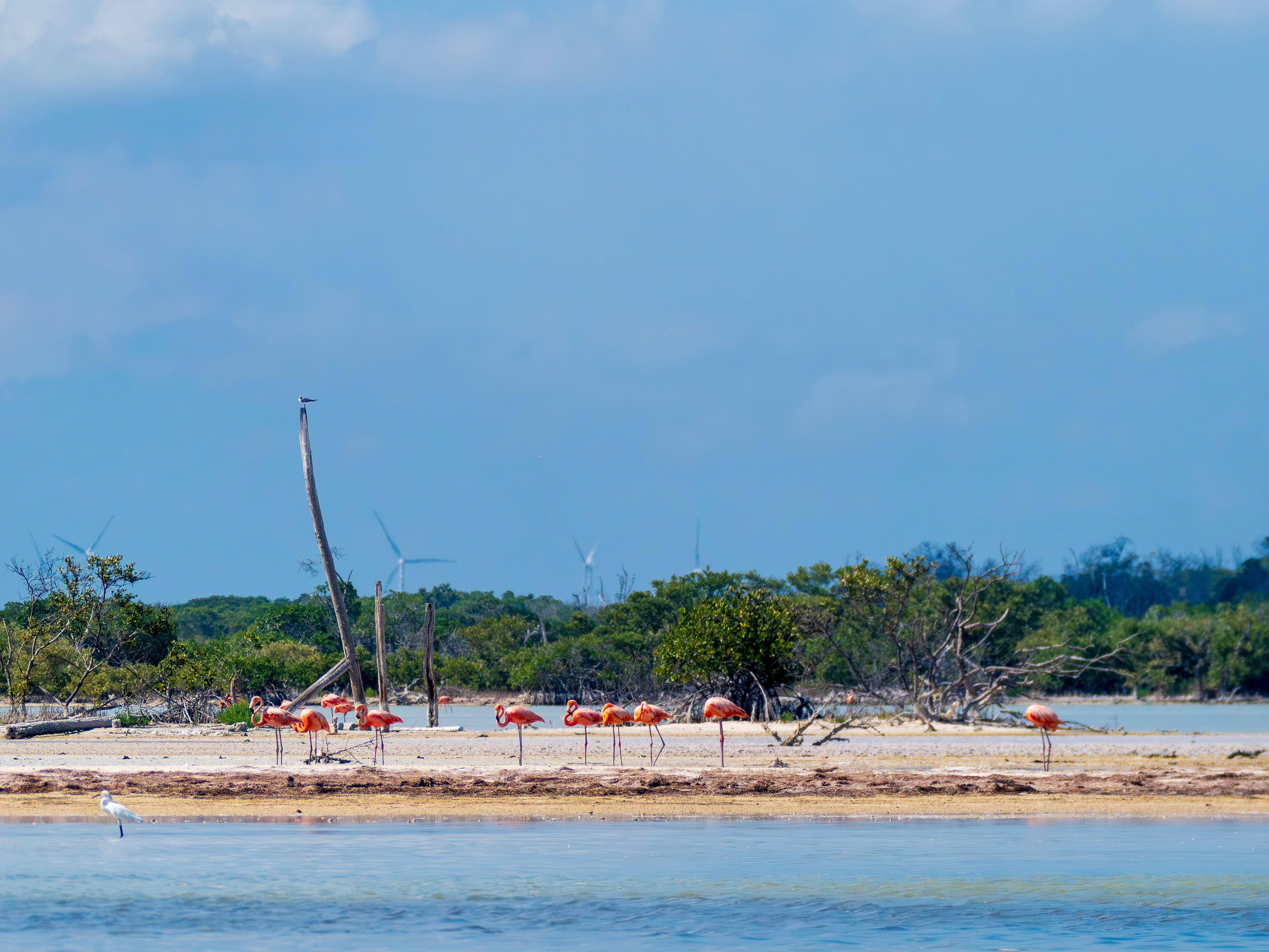 groupe de flamandes roses