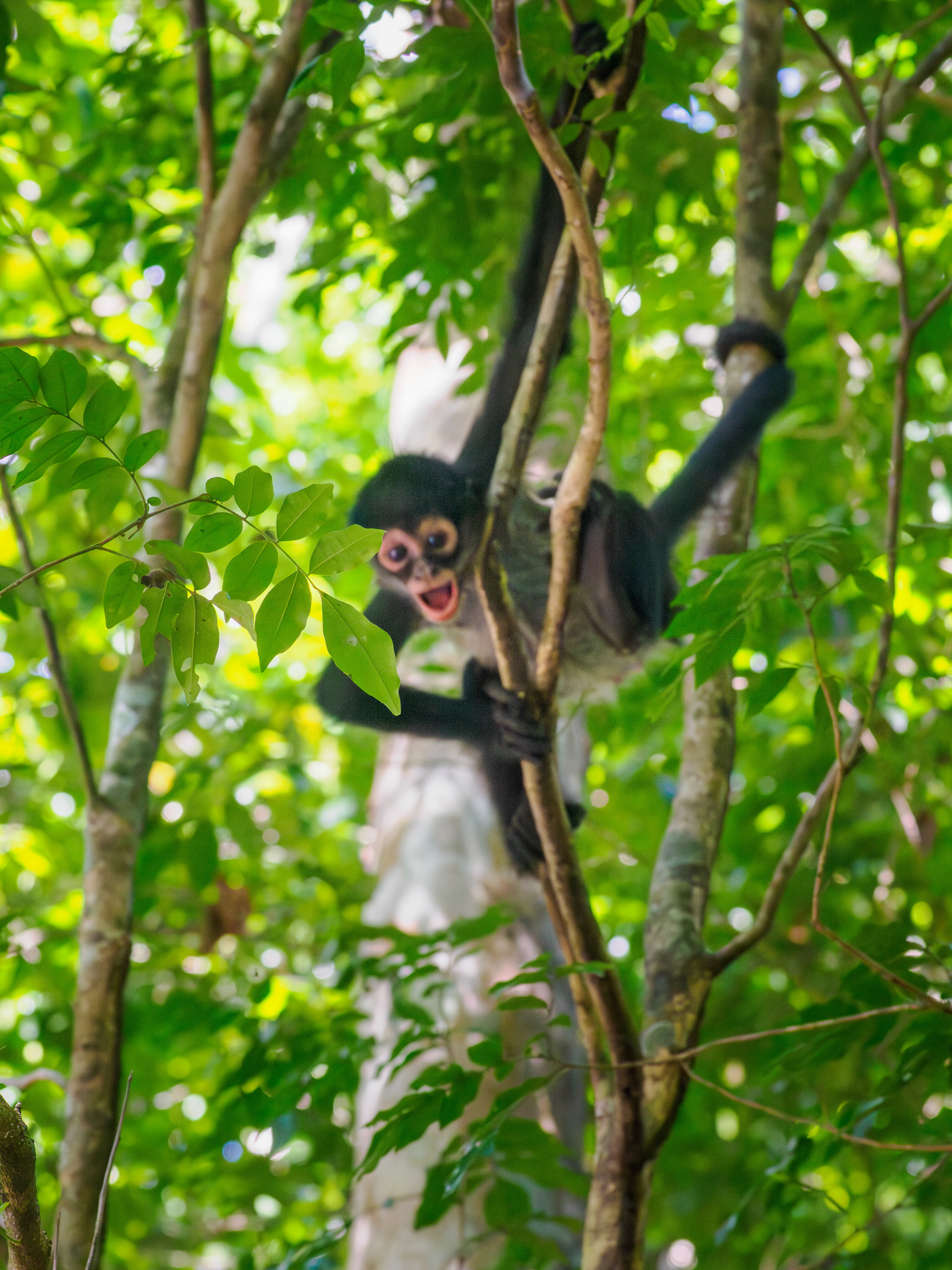 oui la mise au point est sur la feuille ... mais sa bouille me fait trop craquer ^^