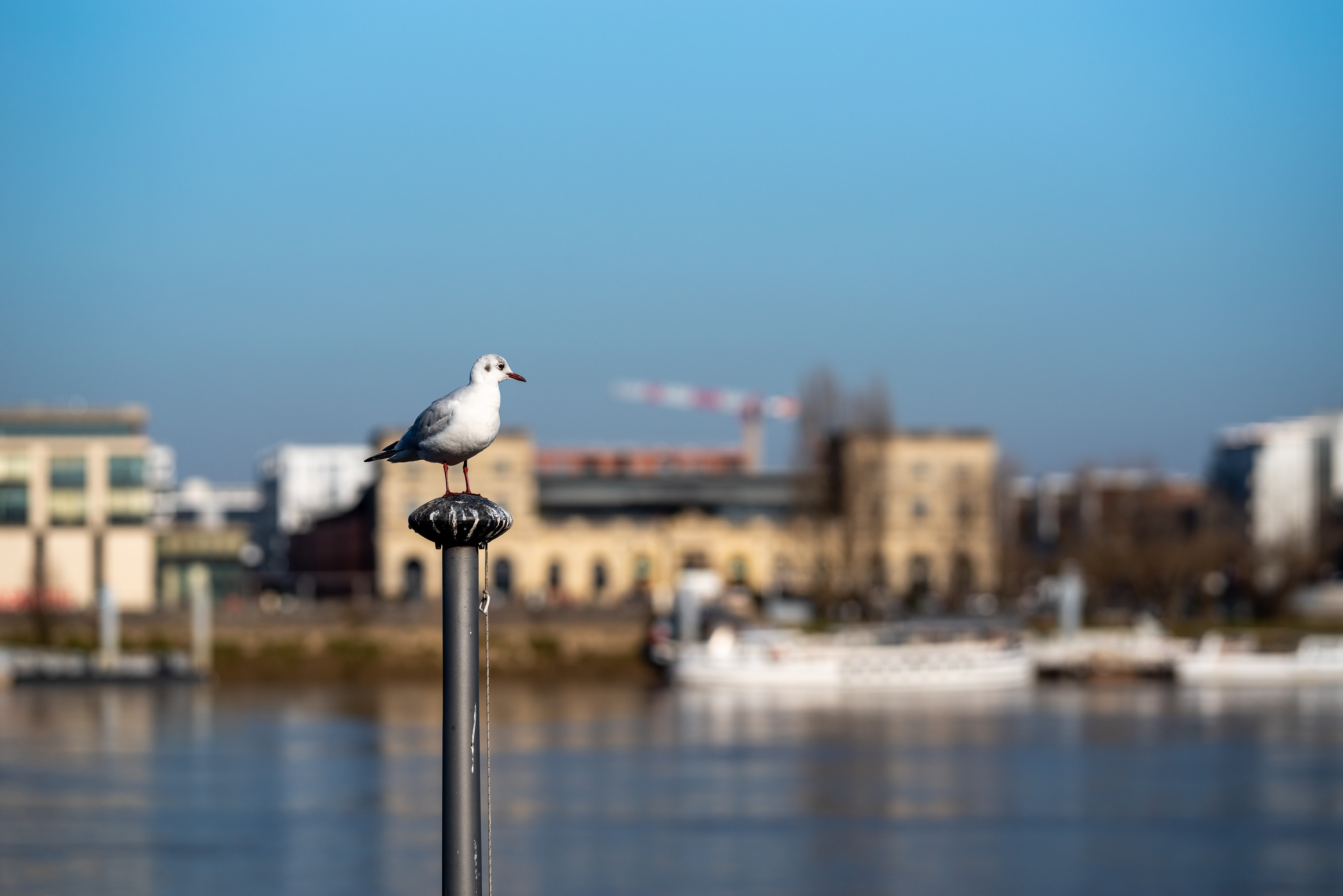 mouettes sur la Gironde à Bordeaux