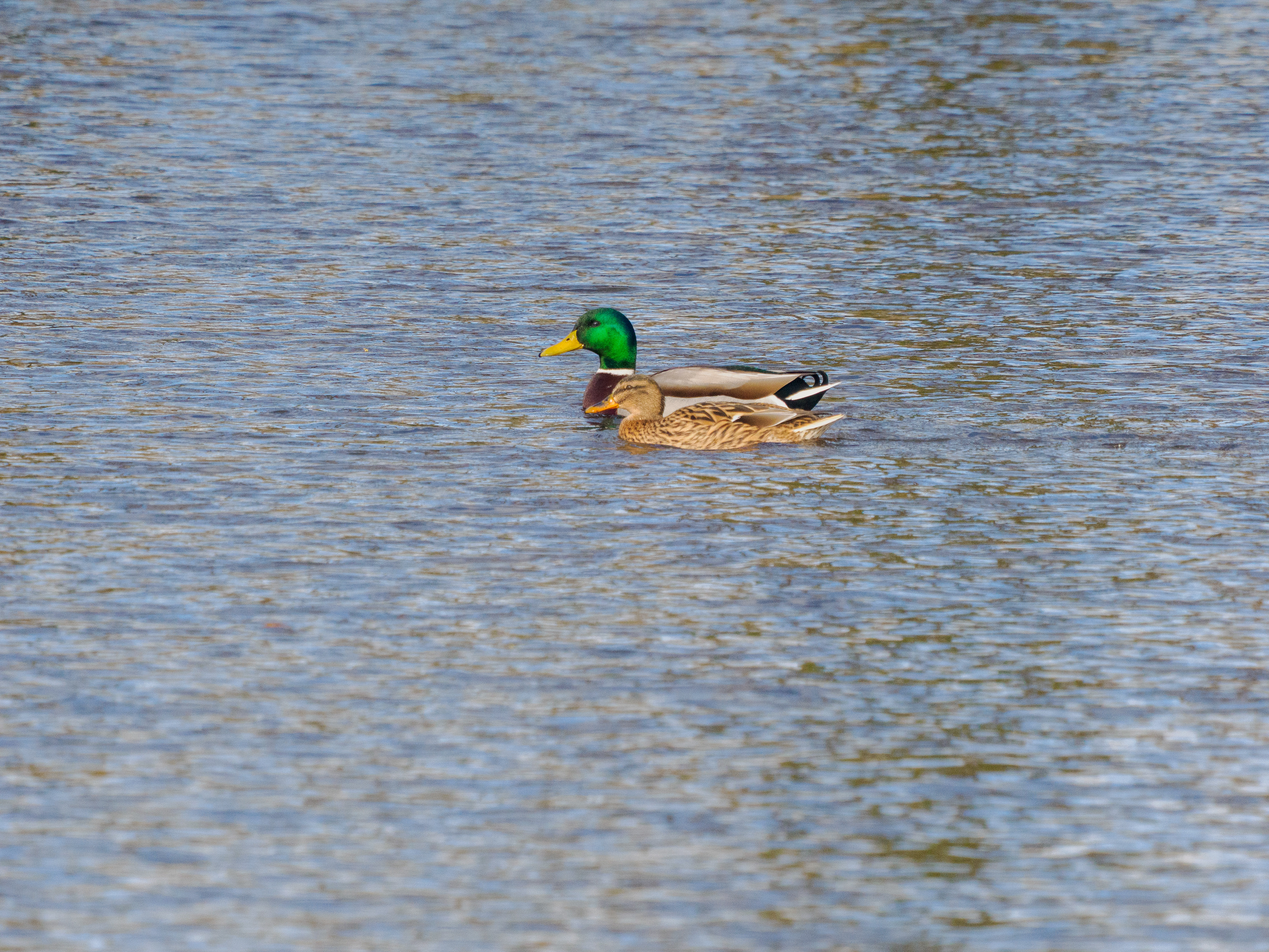 colvert