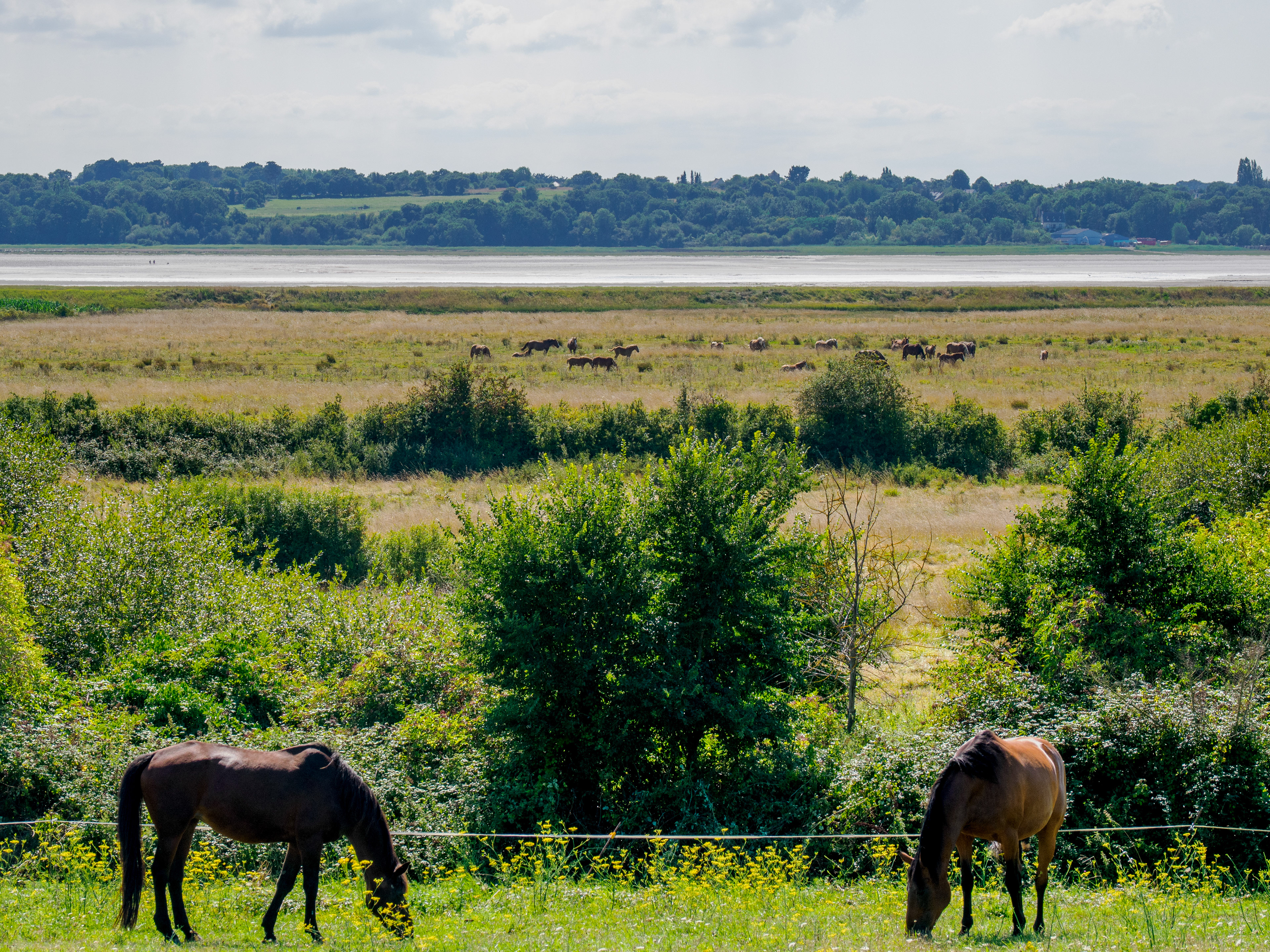 Chevaux