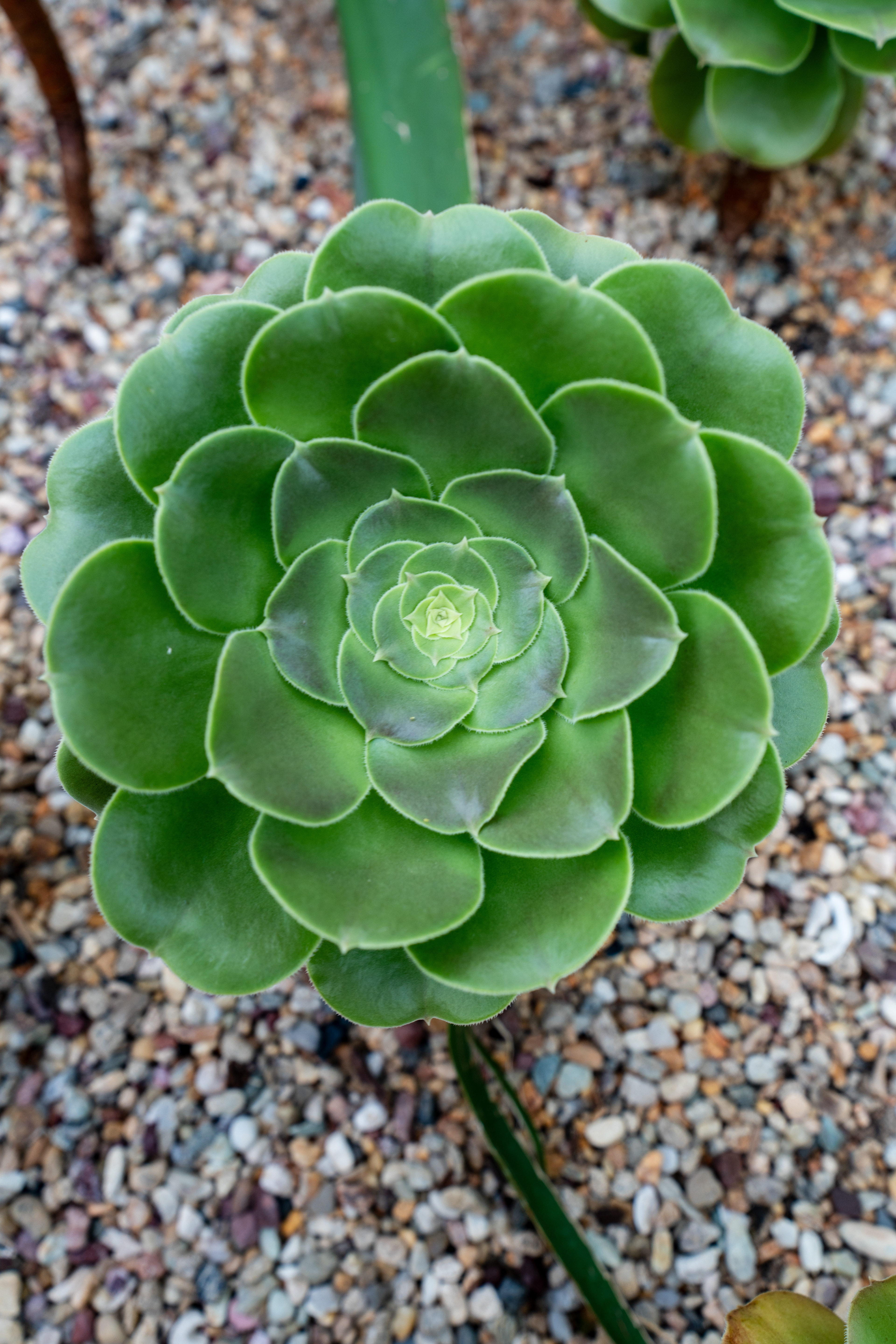 Flower Dome
