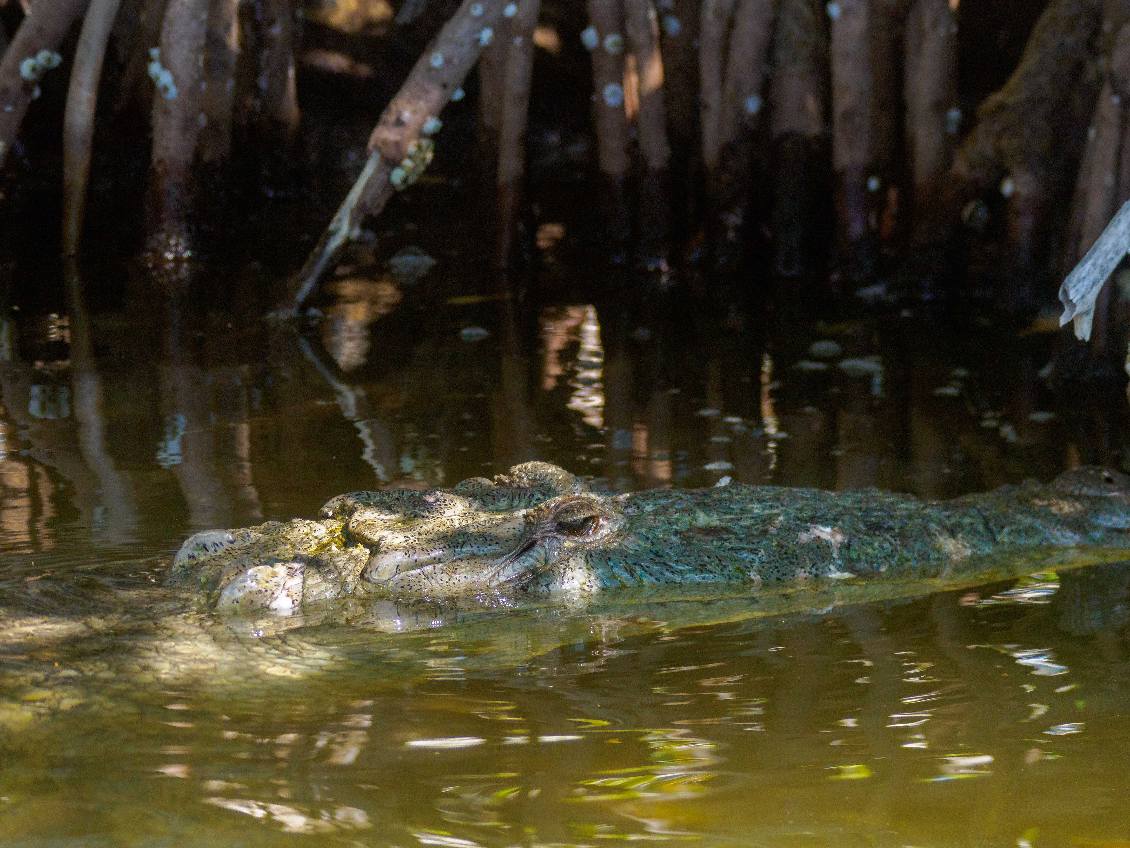 première rencontre sauvage