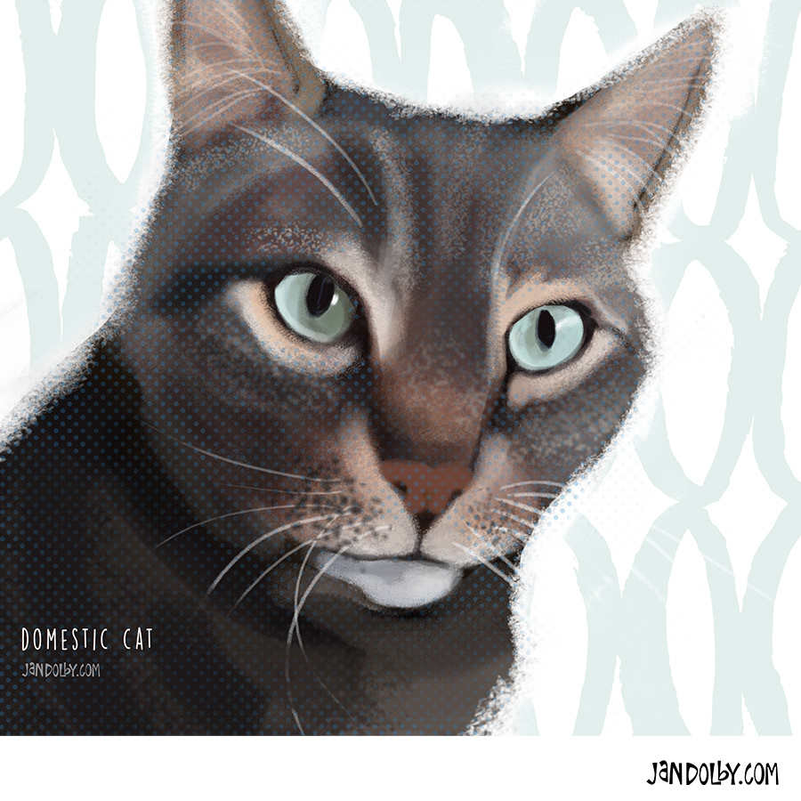 Domestic cat by Jan Dolby