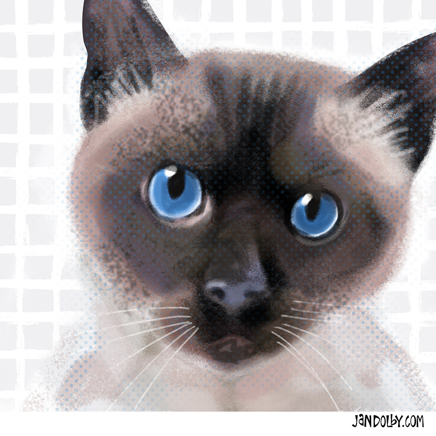 Siamese cat by Jan Dolby