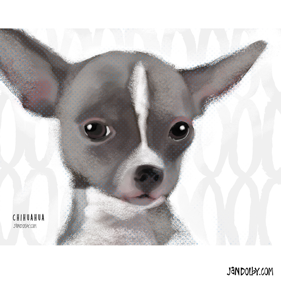 Chihuahua by Jan Dolby