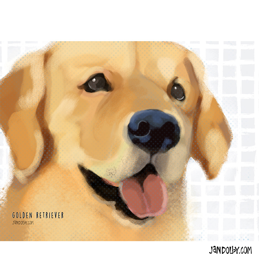 Golden retriever by Jan Dolby