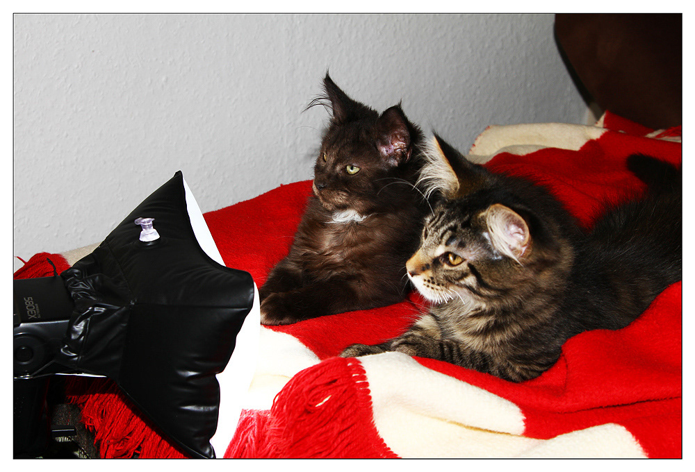 Making of... Kitten-Portaits