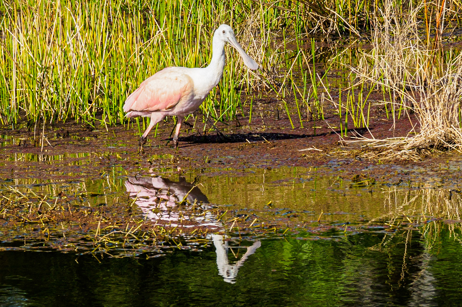 Aligator Pond Sarasota FL