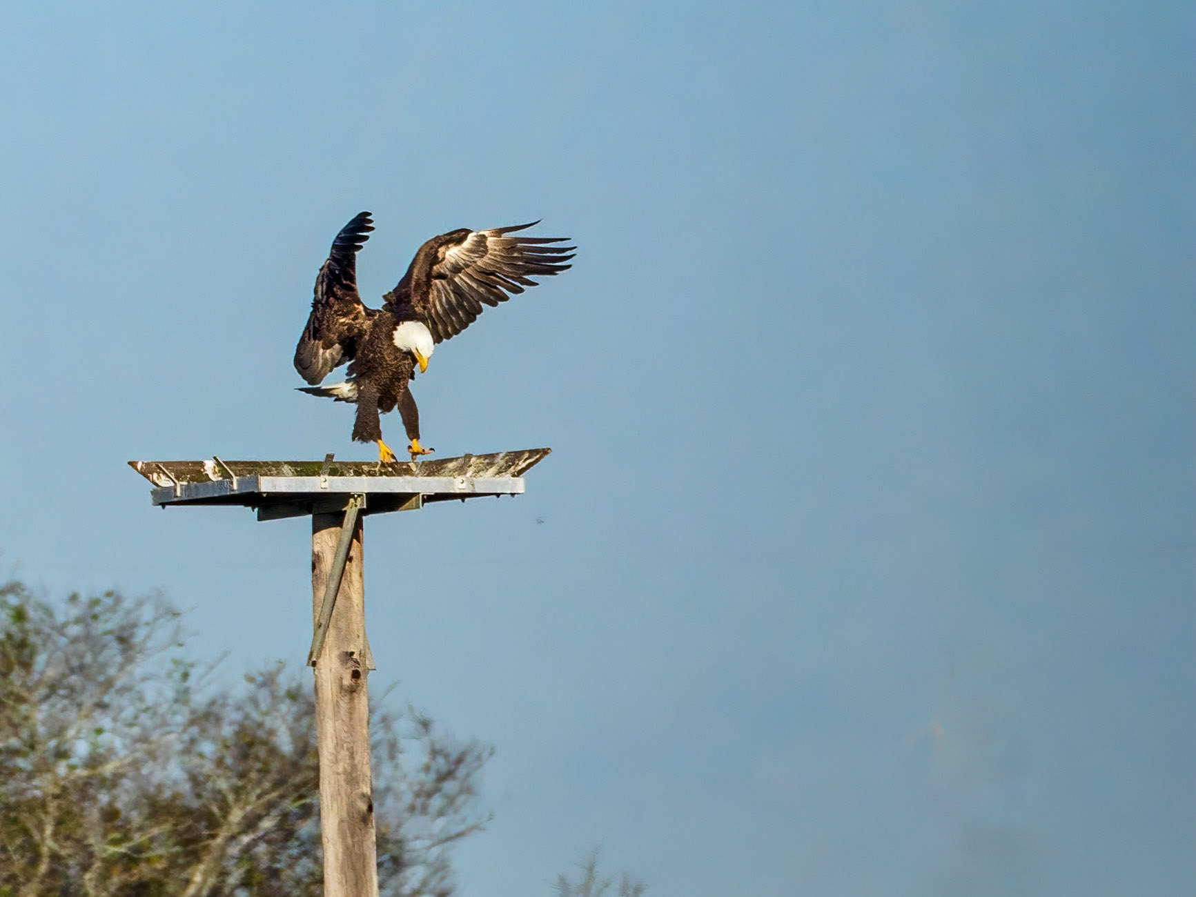 Eagle has landed