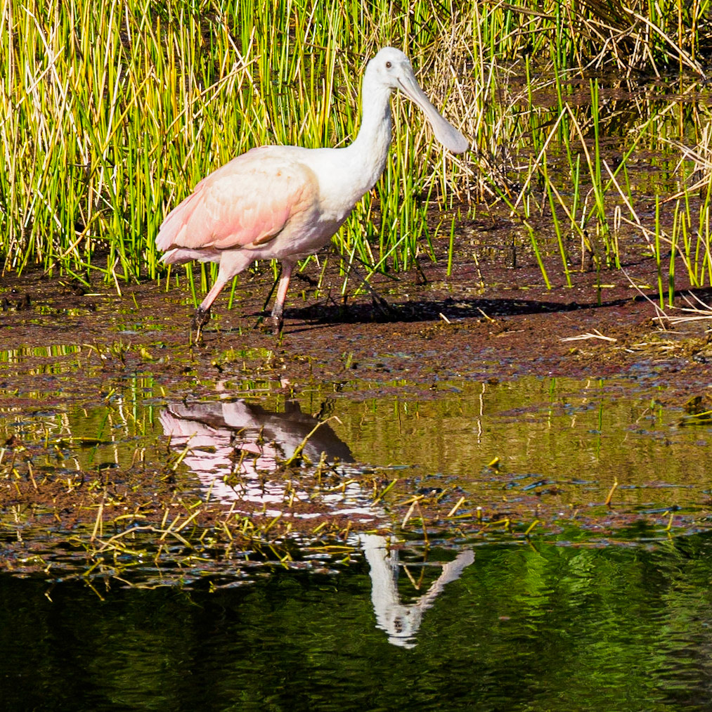 Aligator PondSarasota FL