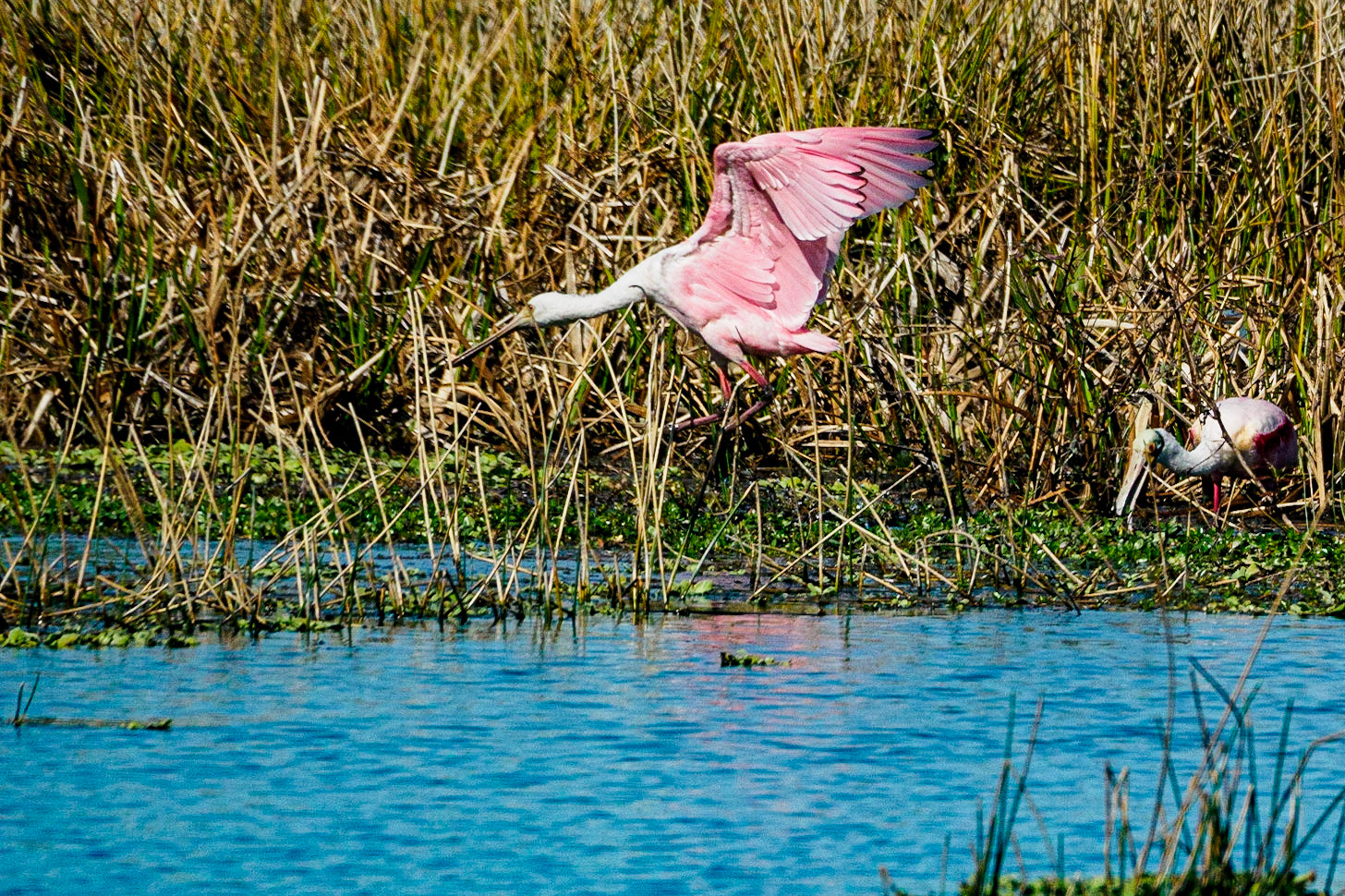Celery FieldsSarasota Florida