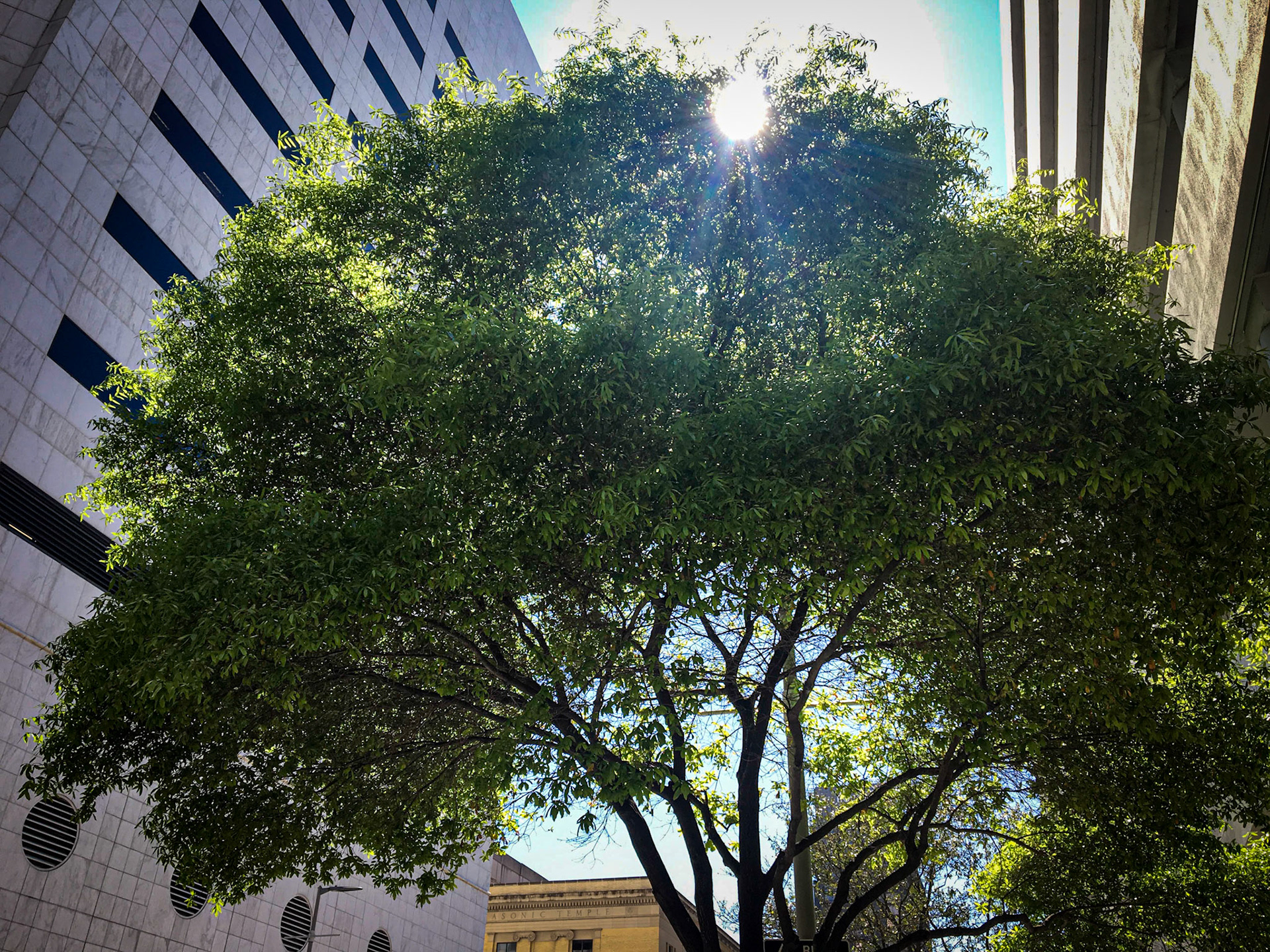 {"cameraType":"Wide","macroEnabled":false,"qualityMode":2,"deviceTilt":-0.031589072197675705,"customExposureMode":1,"extendedExposure":false,"whiteBalanceProgram":0,"cameraPosition":1,"focusMode":1}