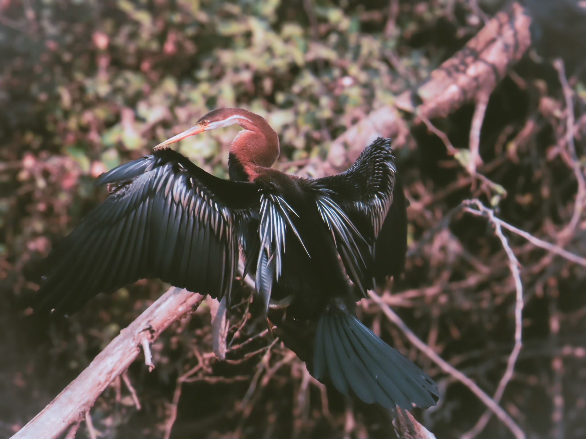 Majestic Oriental Darter Sunbasking
