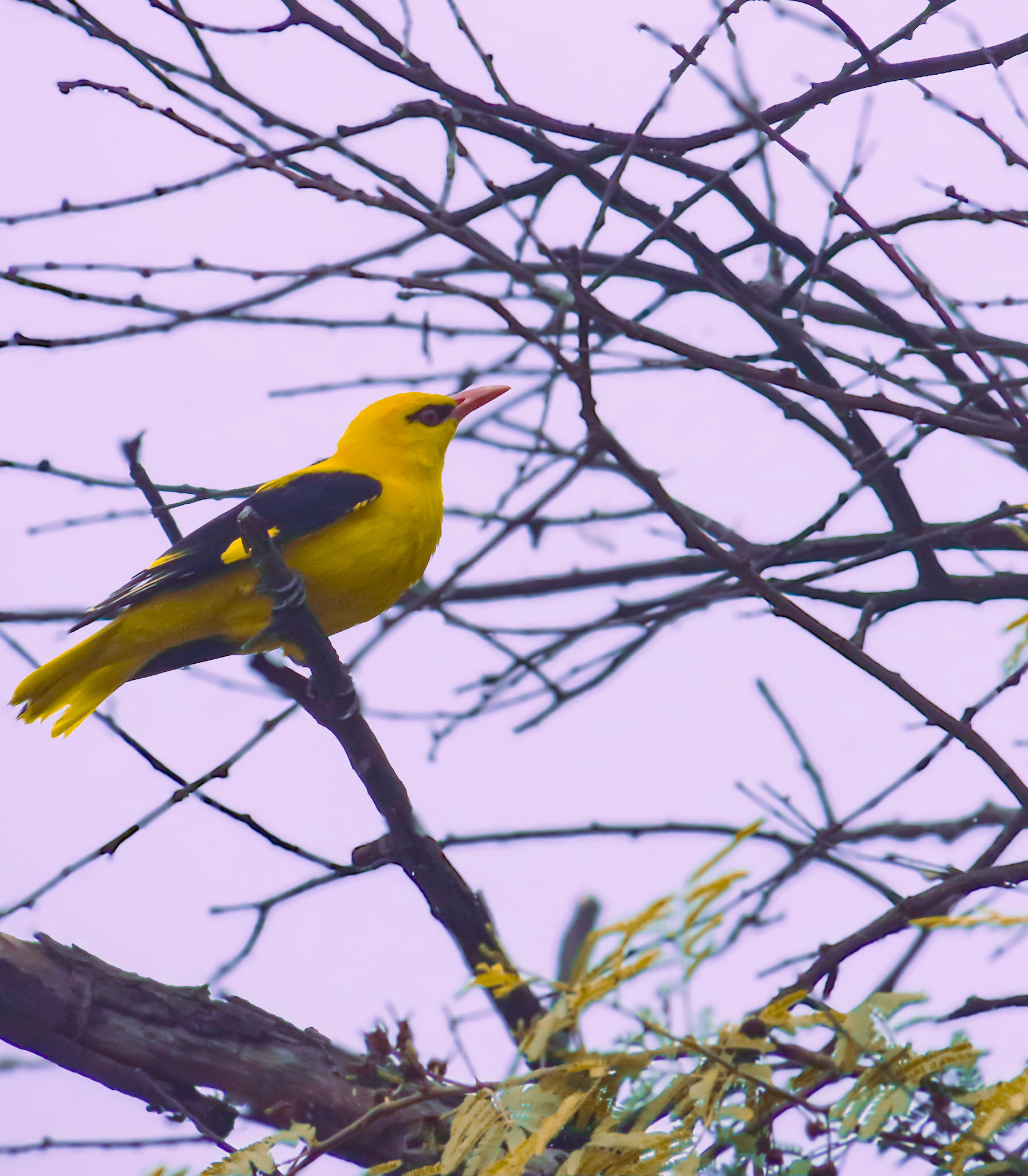 Mesmerizing Indian Golden Oriole