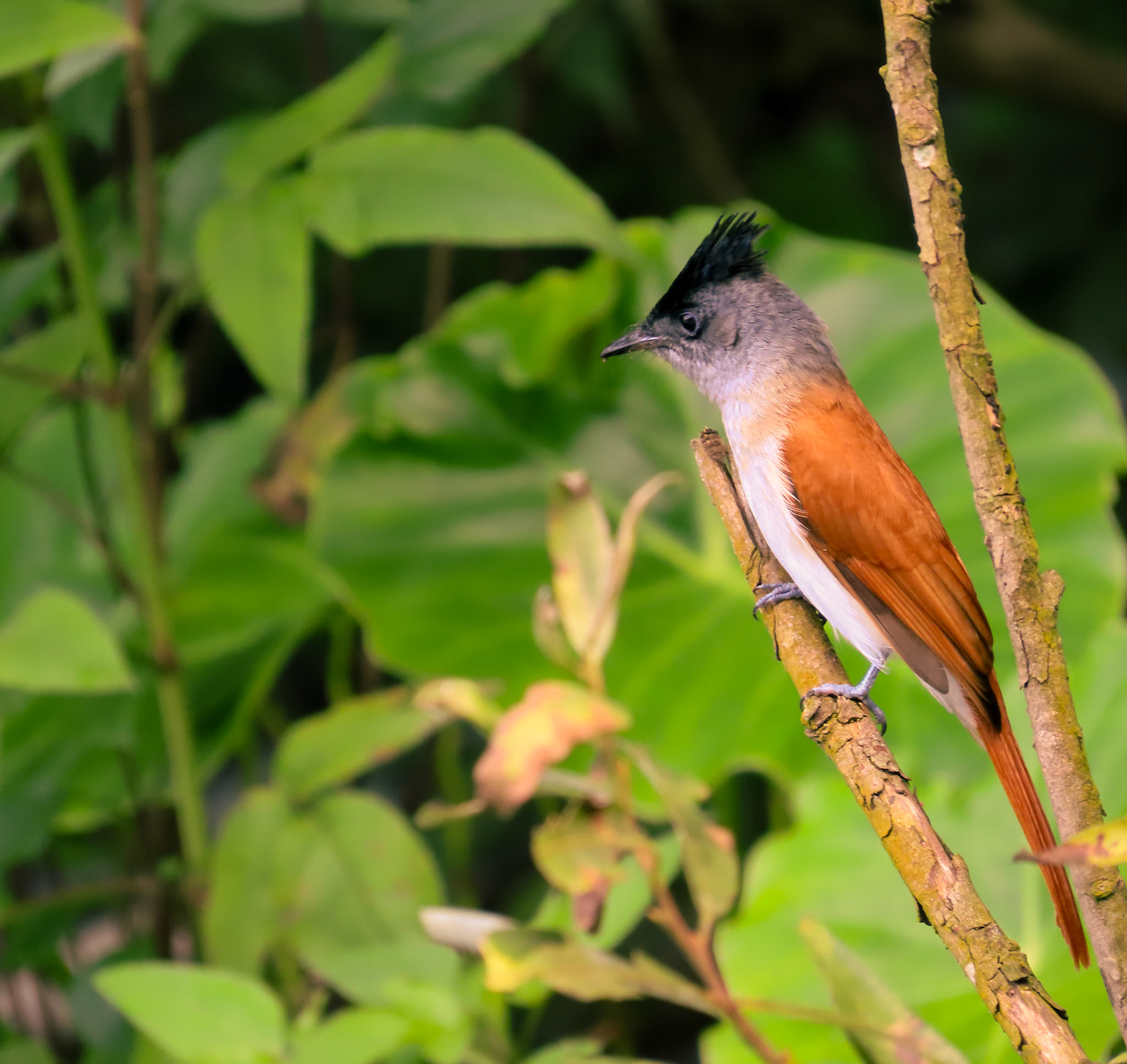 Indian Paradise Flycatcher