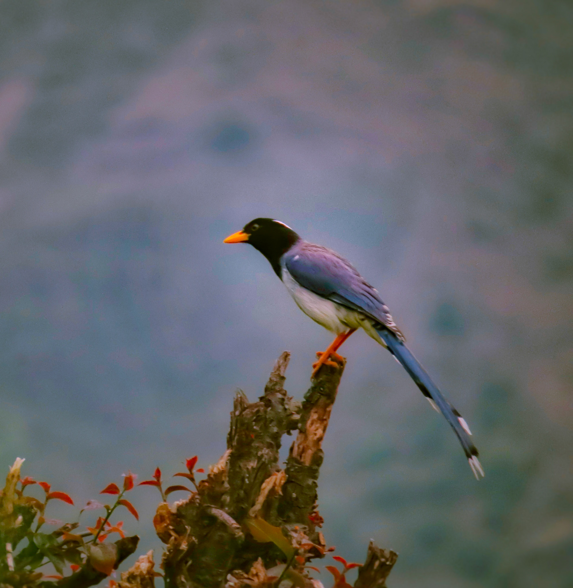 Blue magpie in the Himalayan backrop