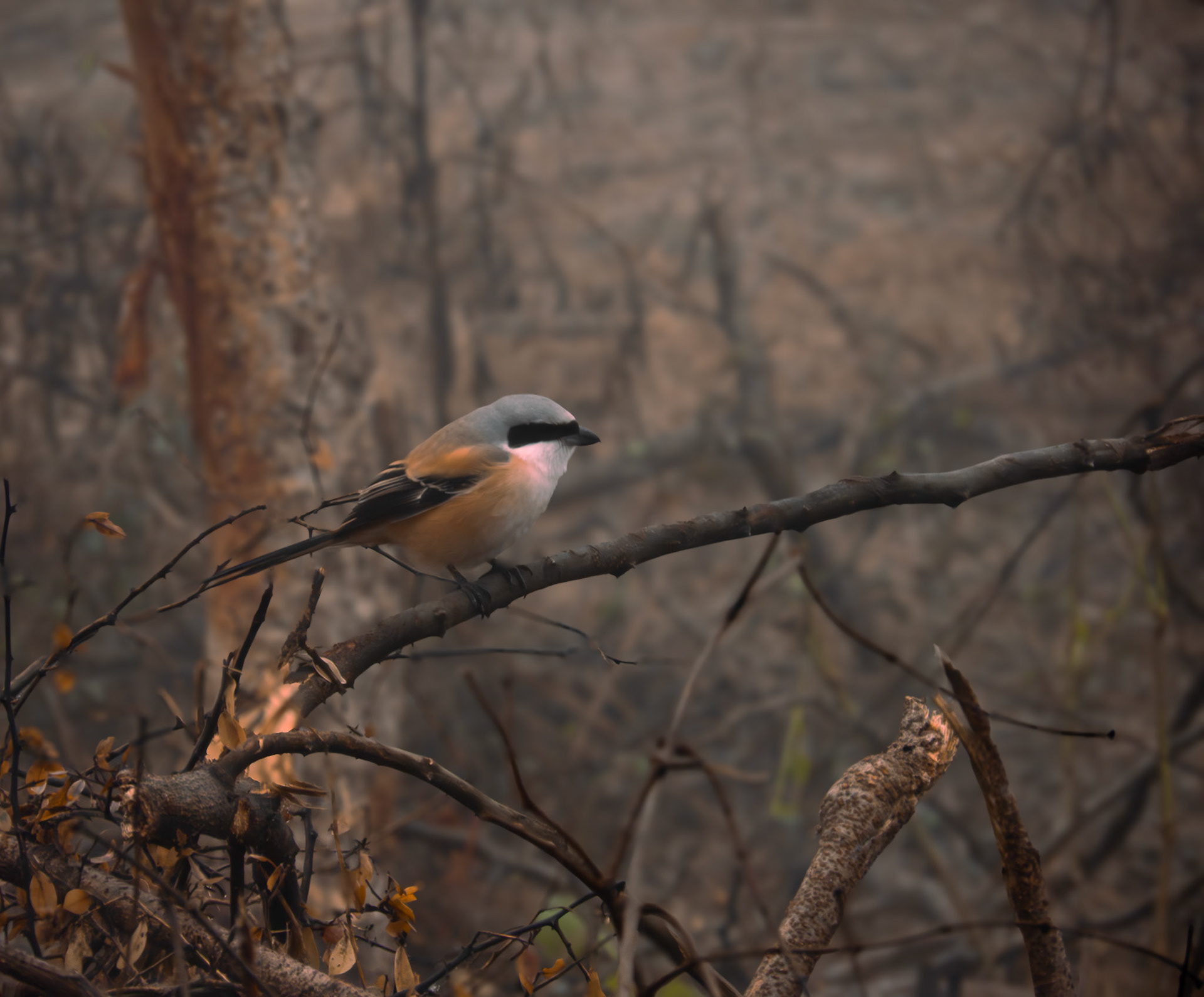 Long Tailed Shrike