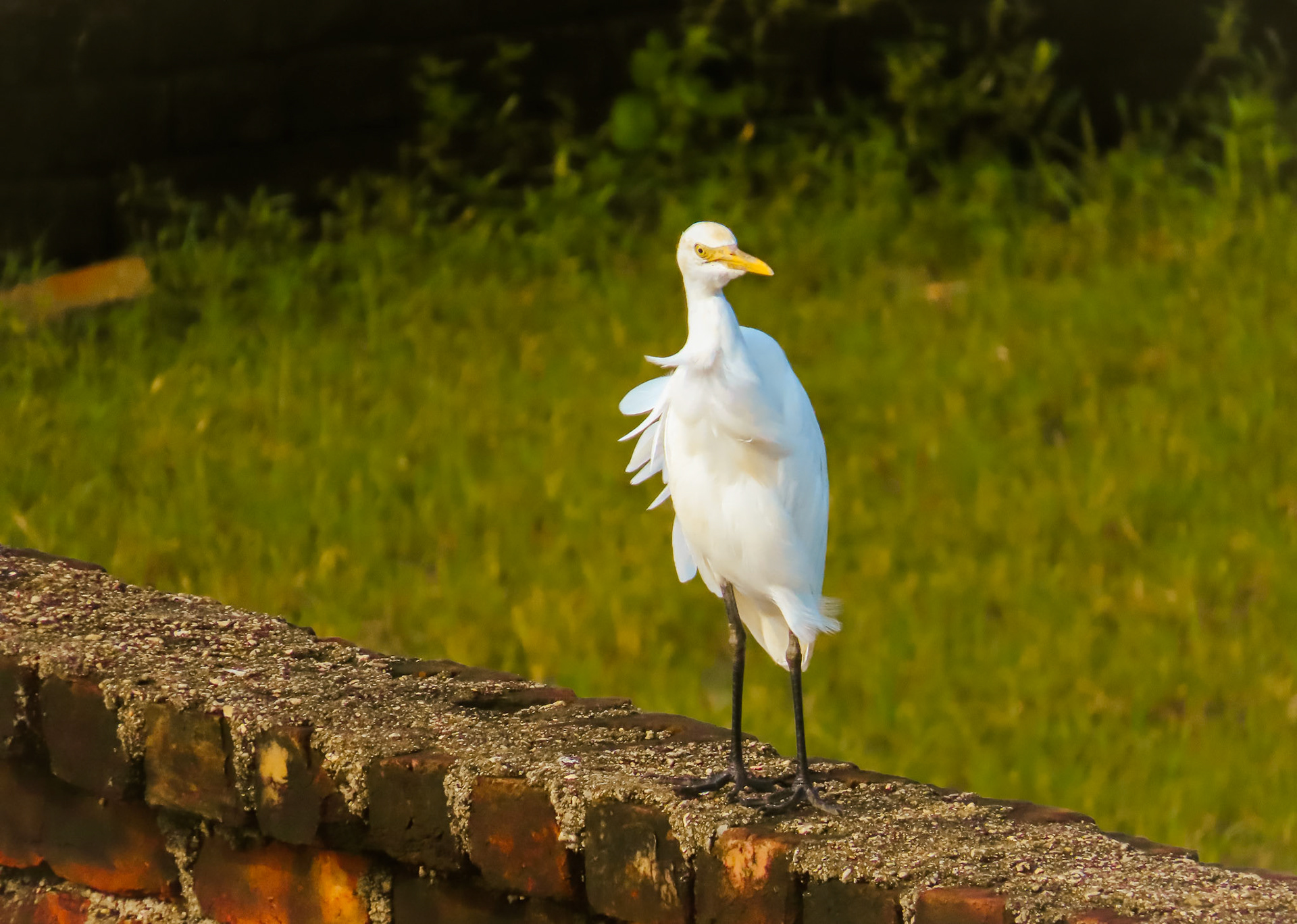 Egret enjoying some sun time