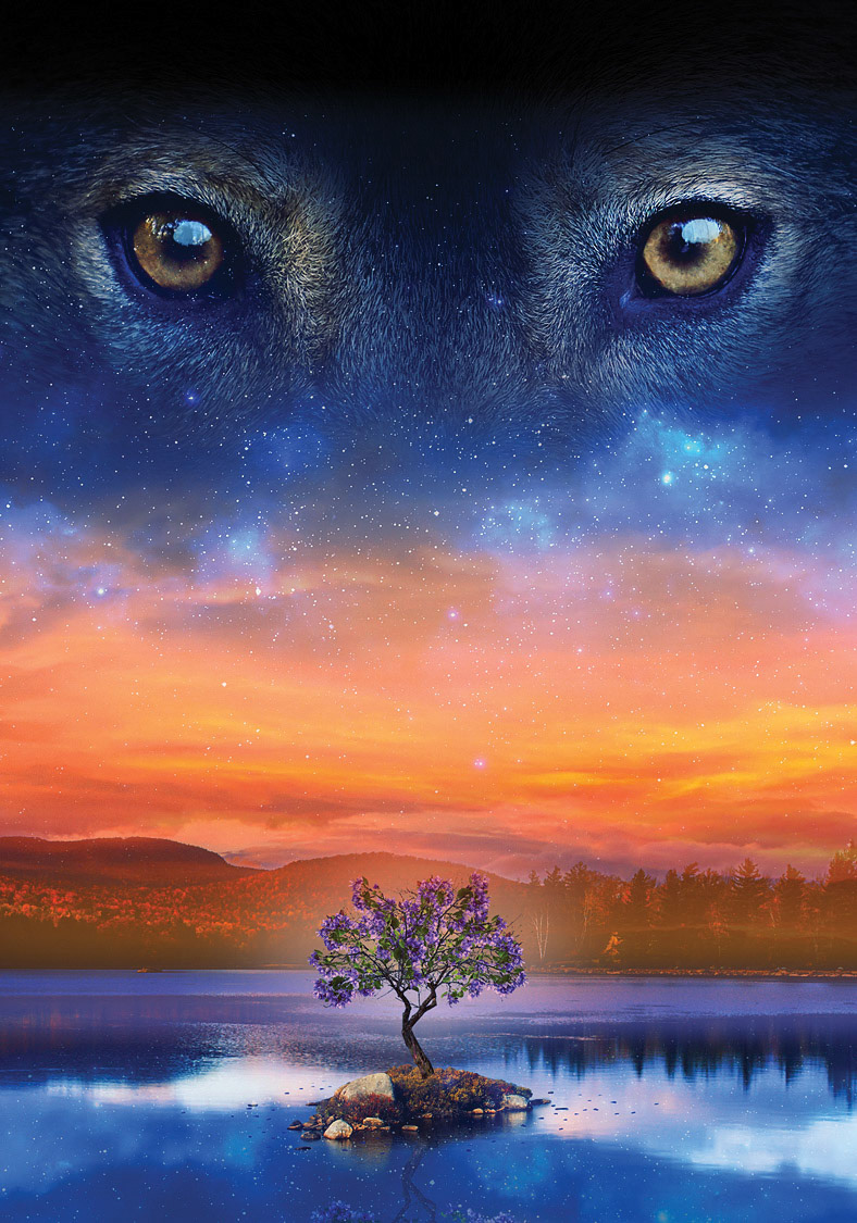 WOLF IN THE SHADOWS ~ cover illustration