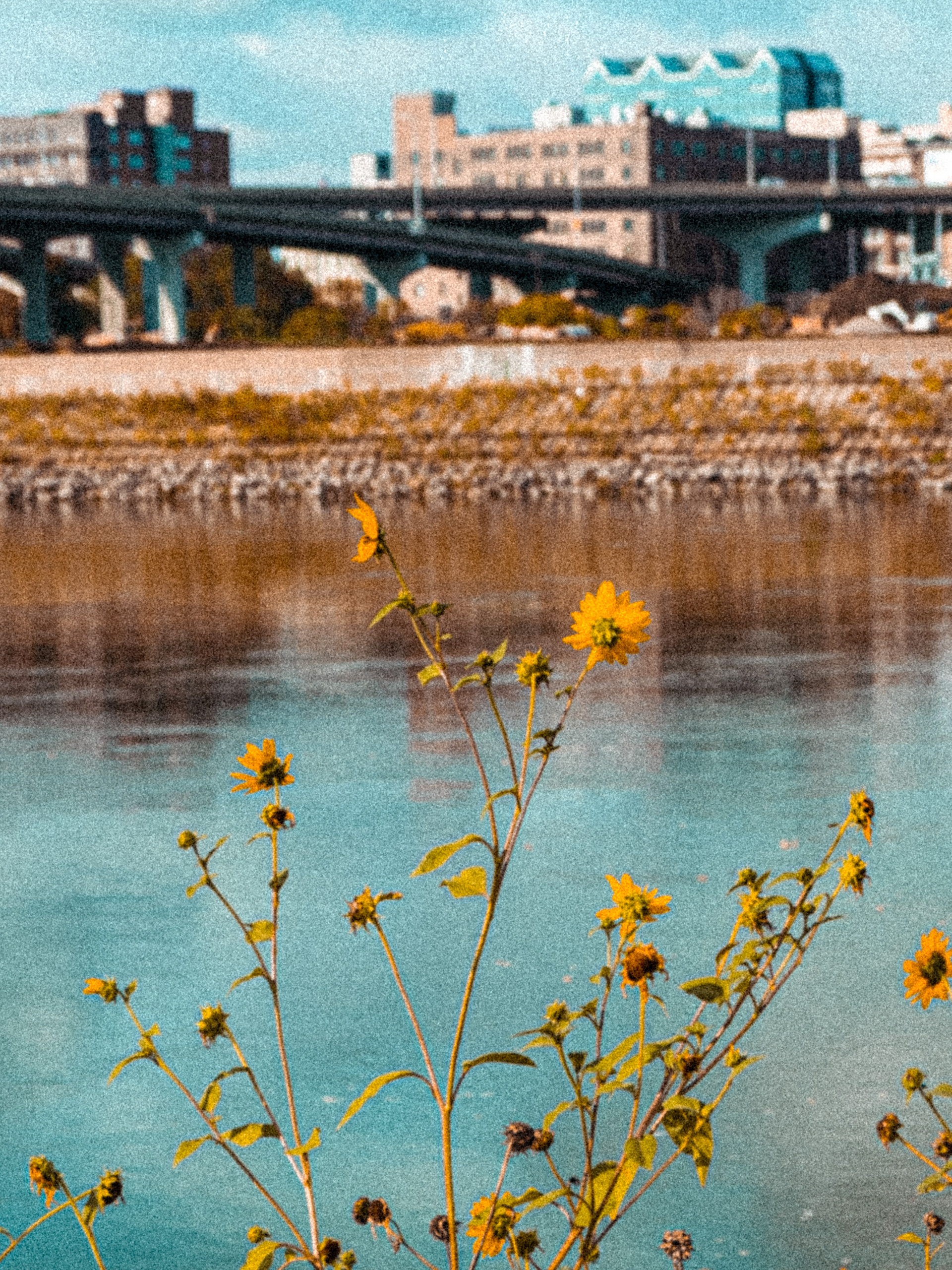 Flower - Missouri River