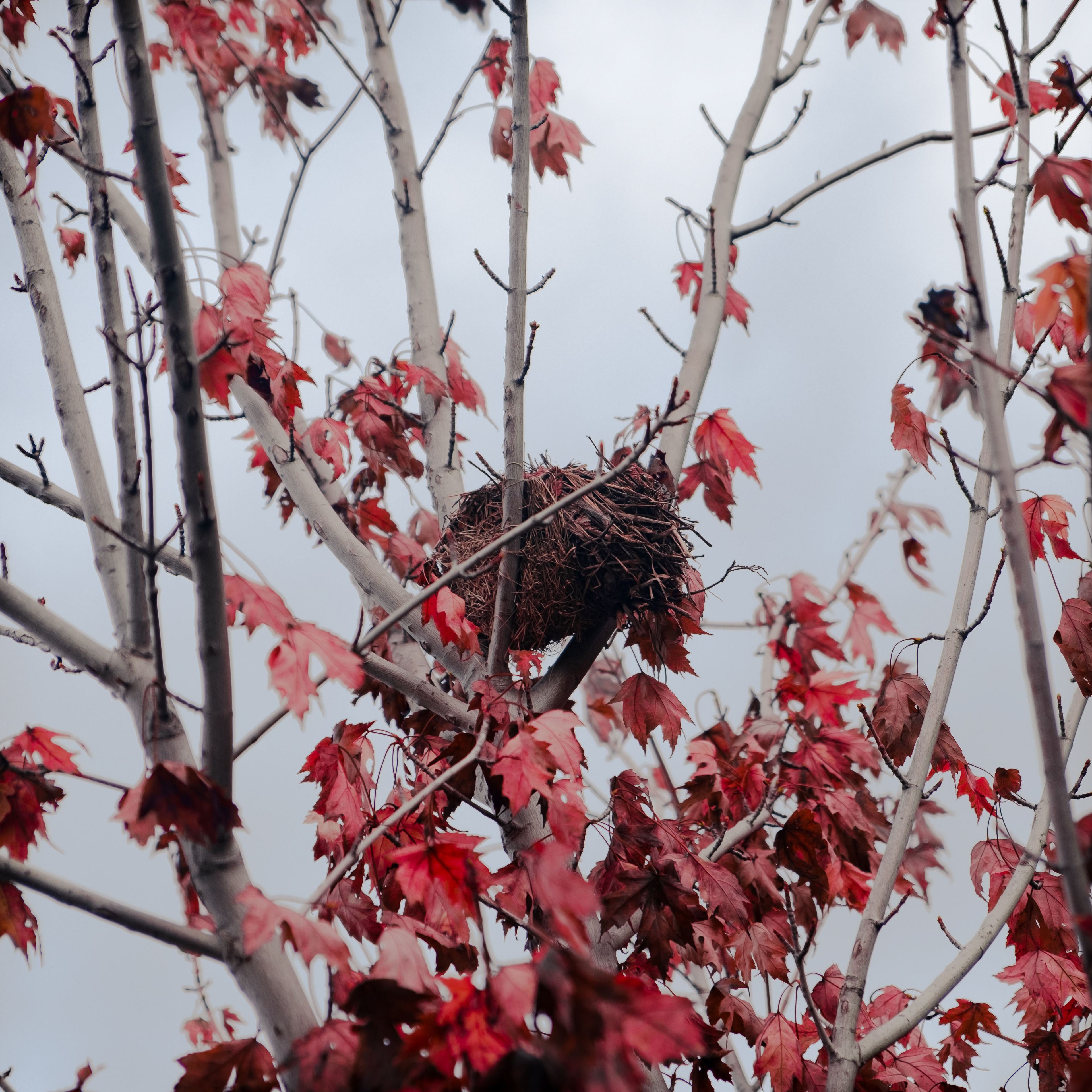 Bird Nest - Fall
