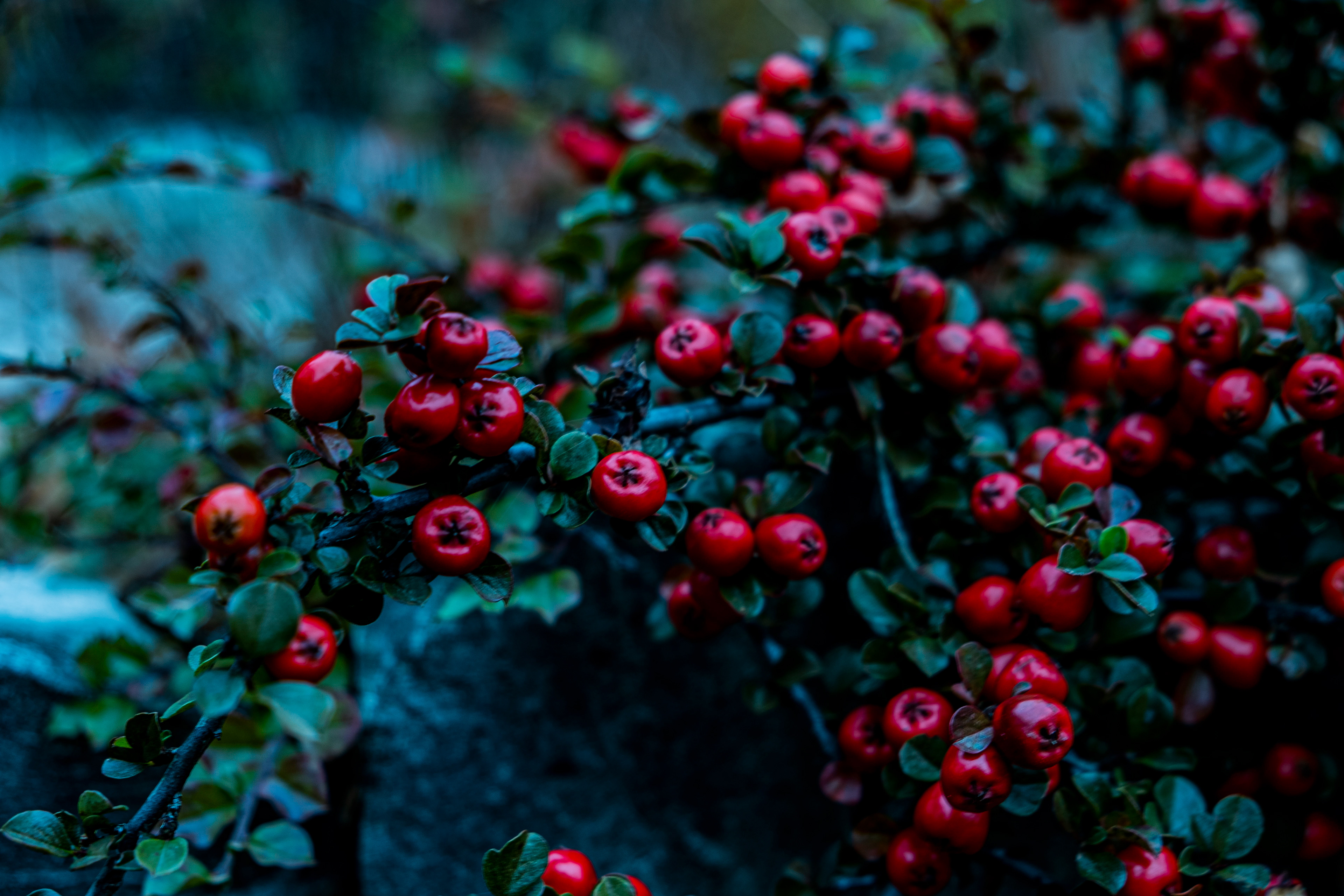 Forest Berries