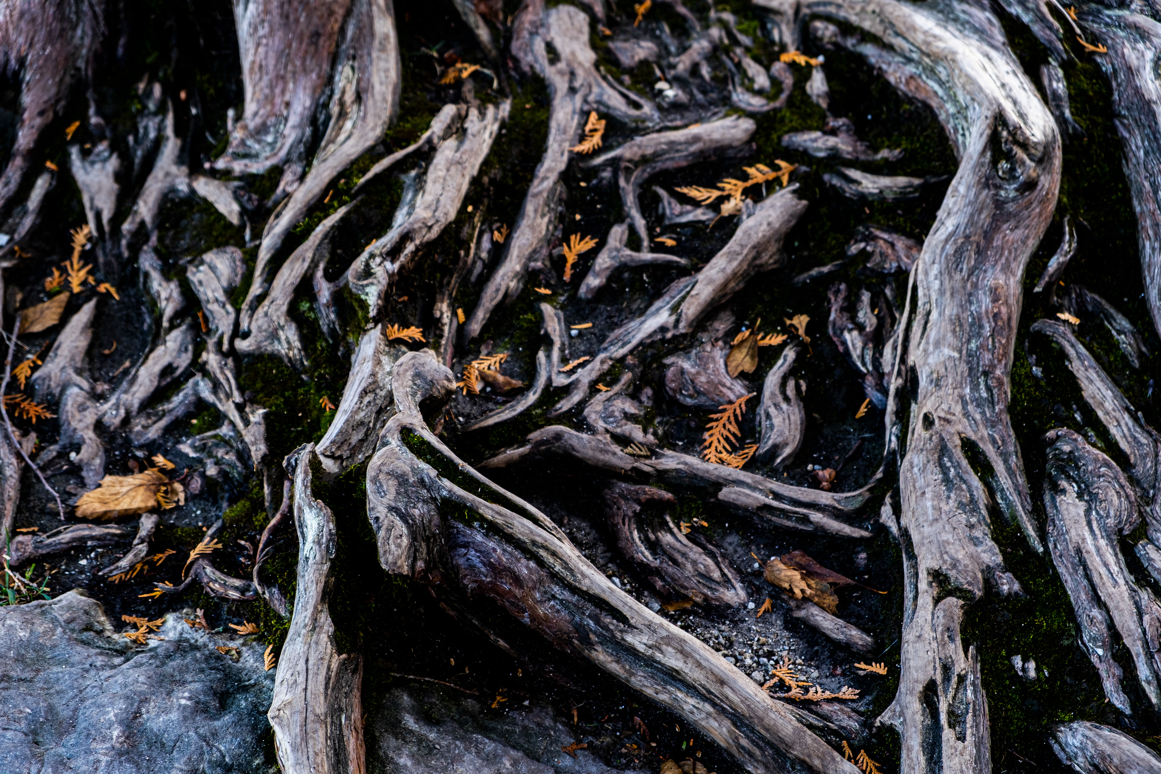 Tree Roots - Door County