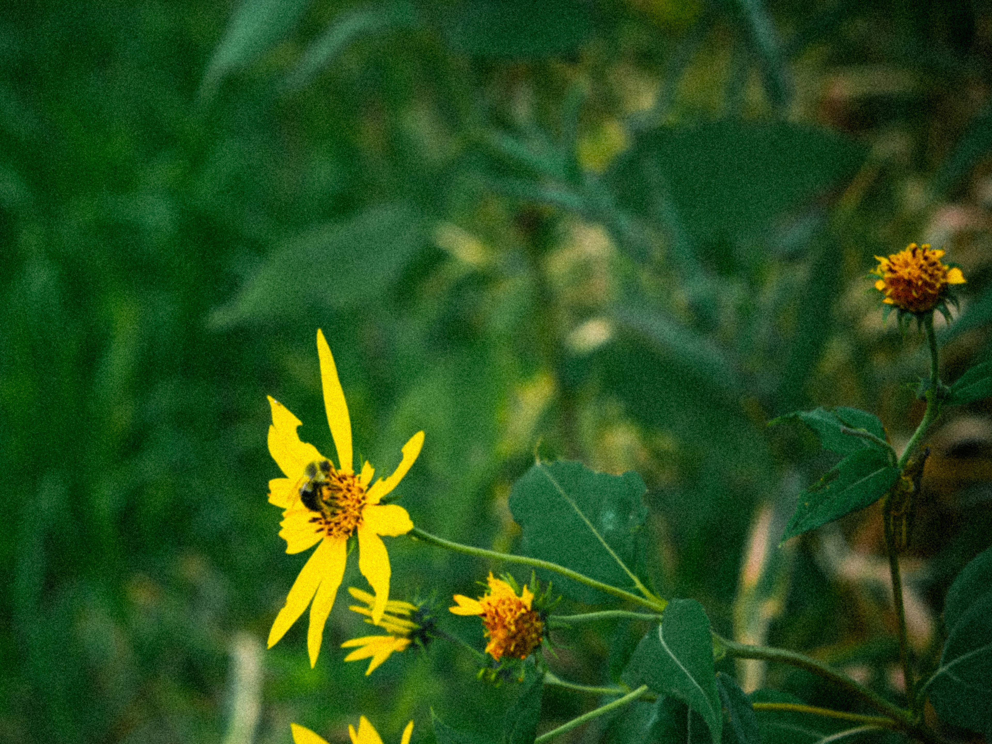 Bumblebee - Flower