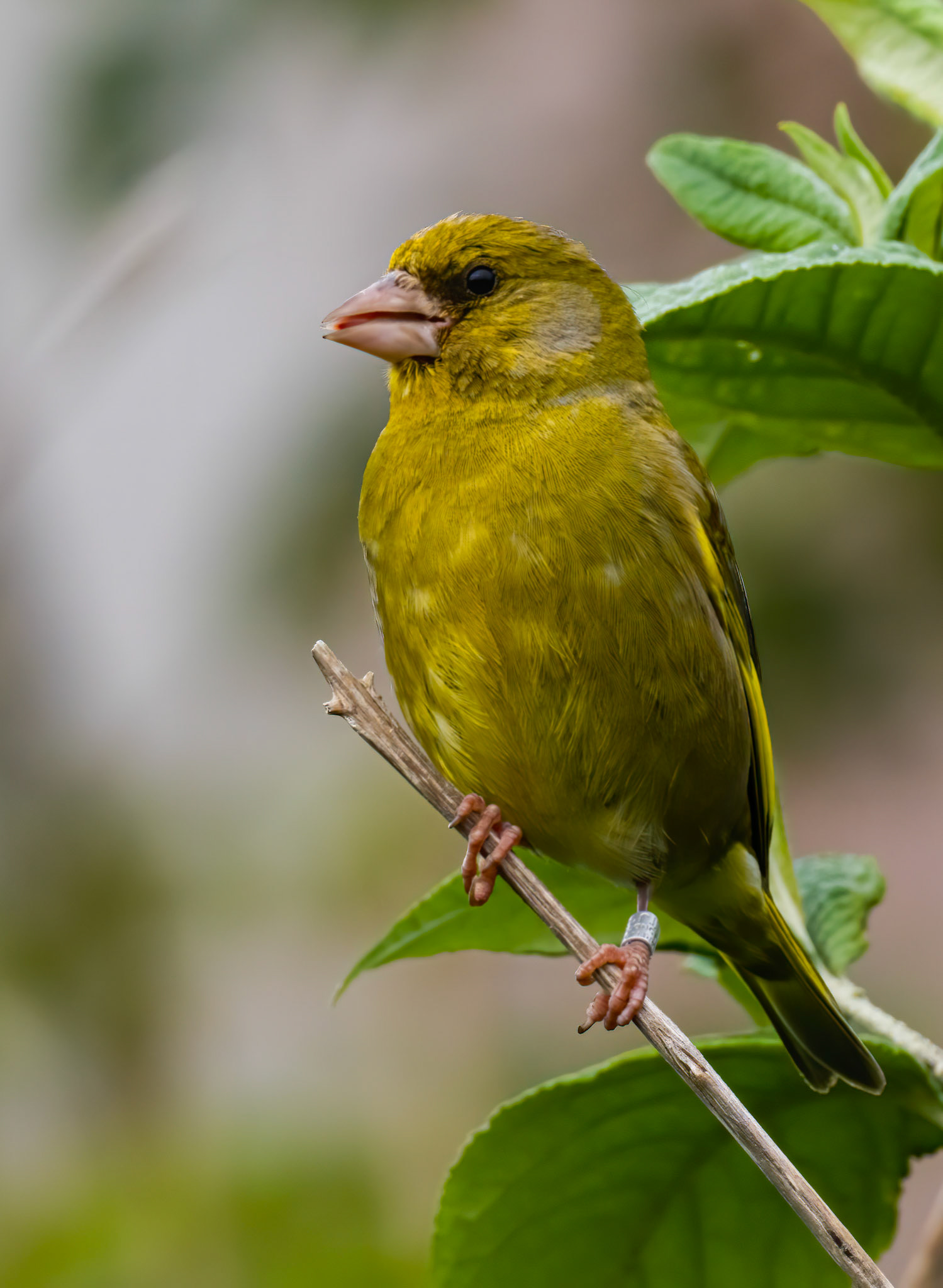 greenfinch