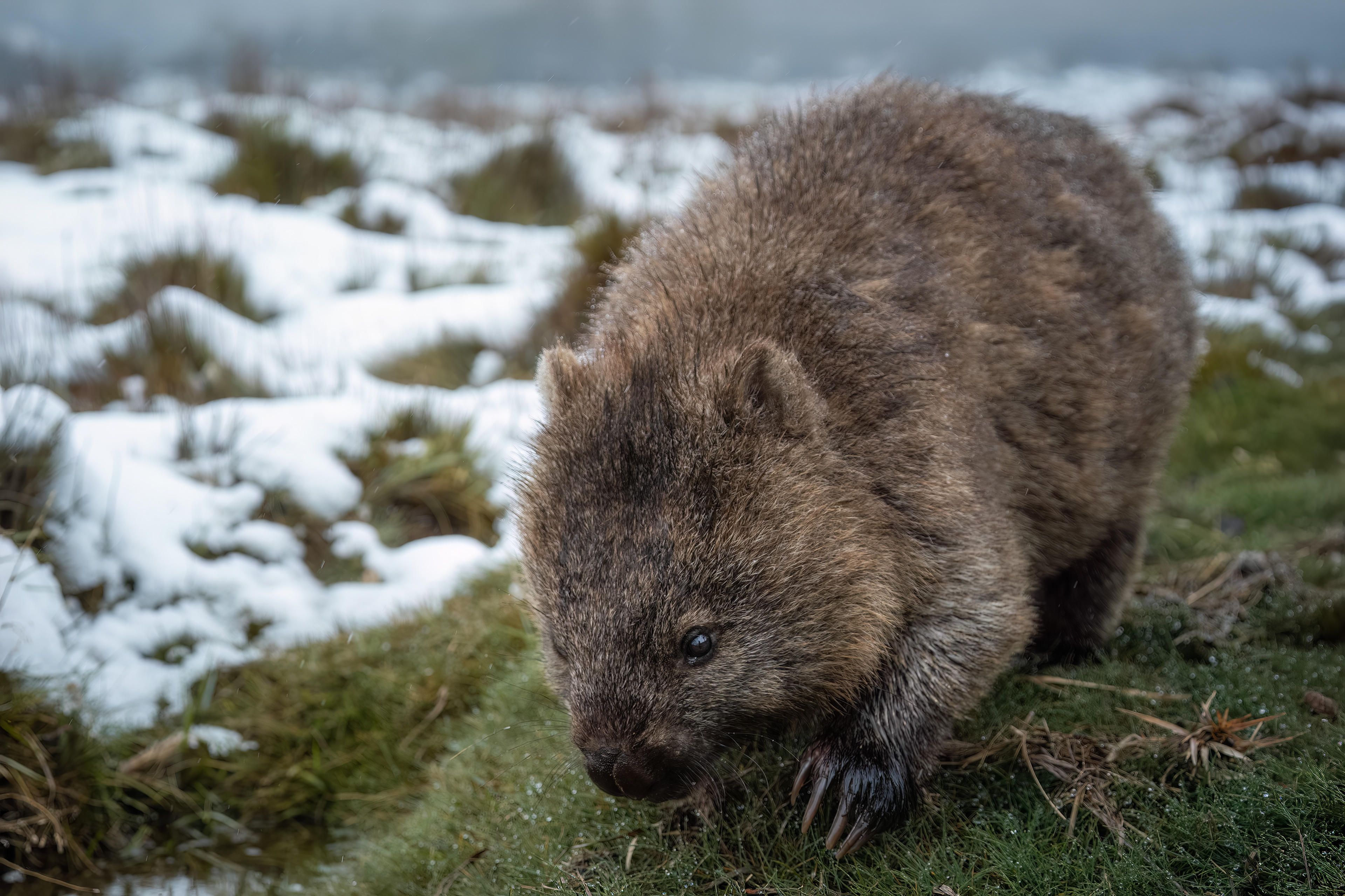 Wombat (2:3)