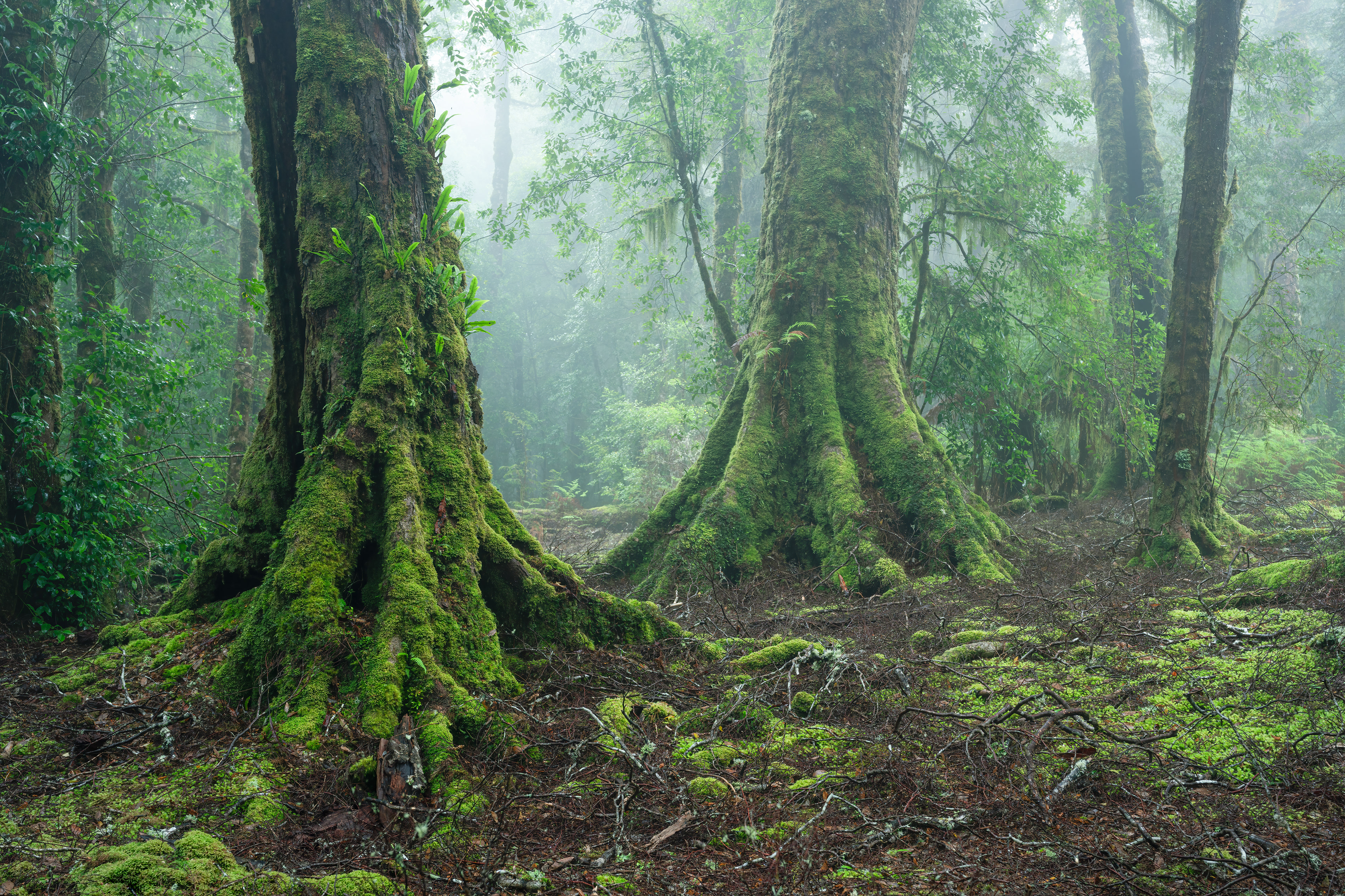 Myrtle Forest