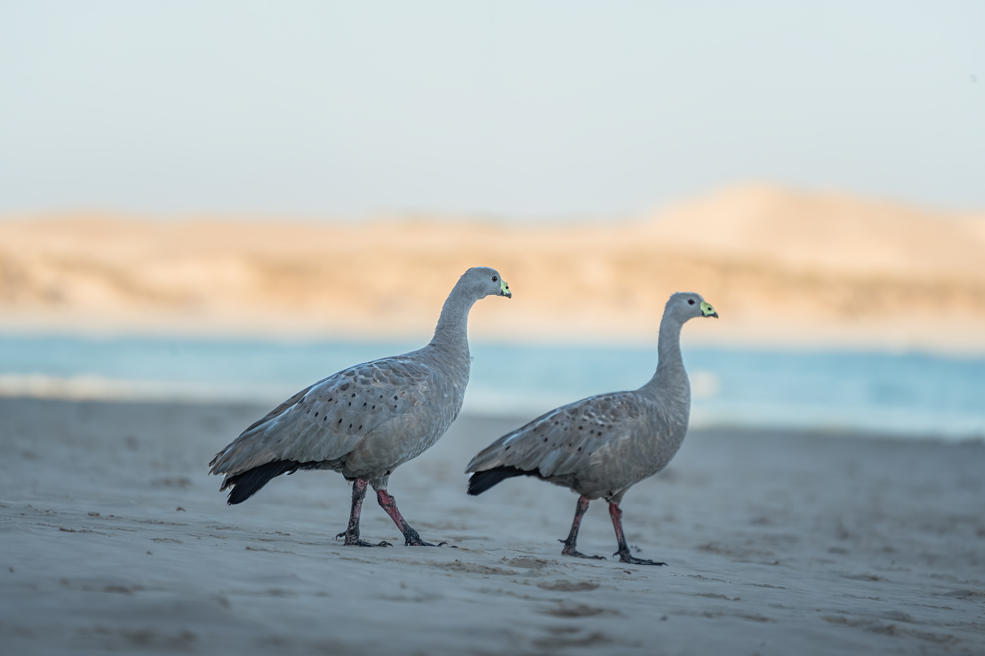 Cape Barren Geese