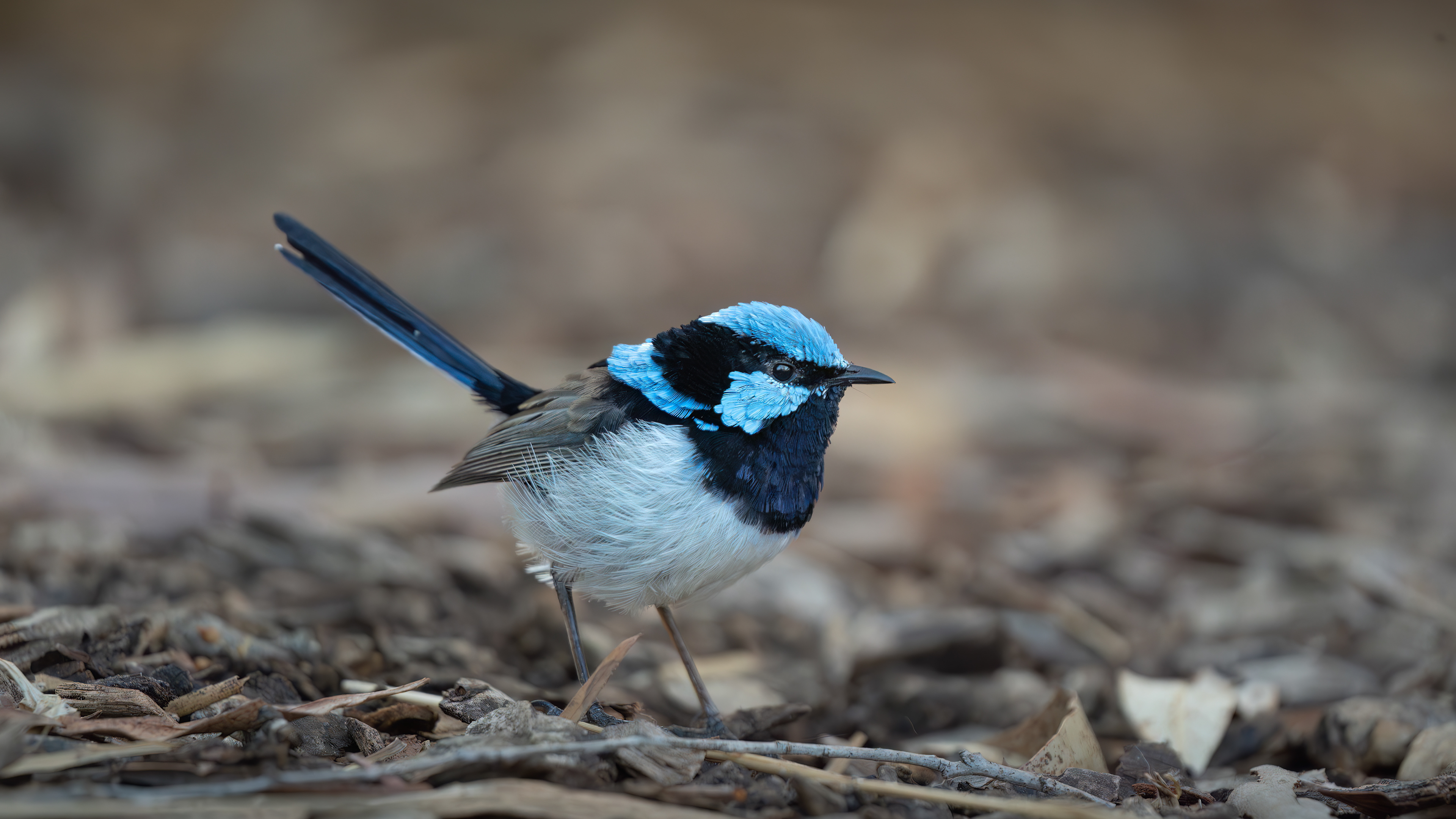 Superb Fairywren