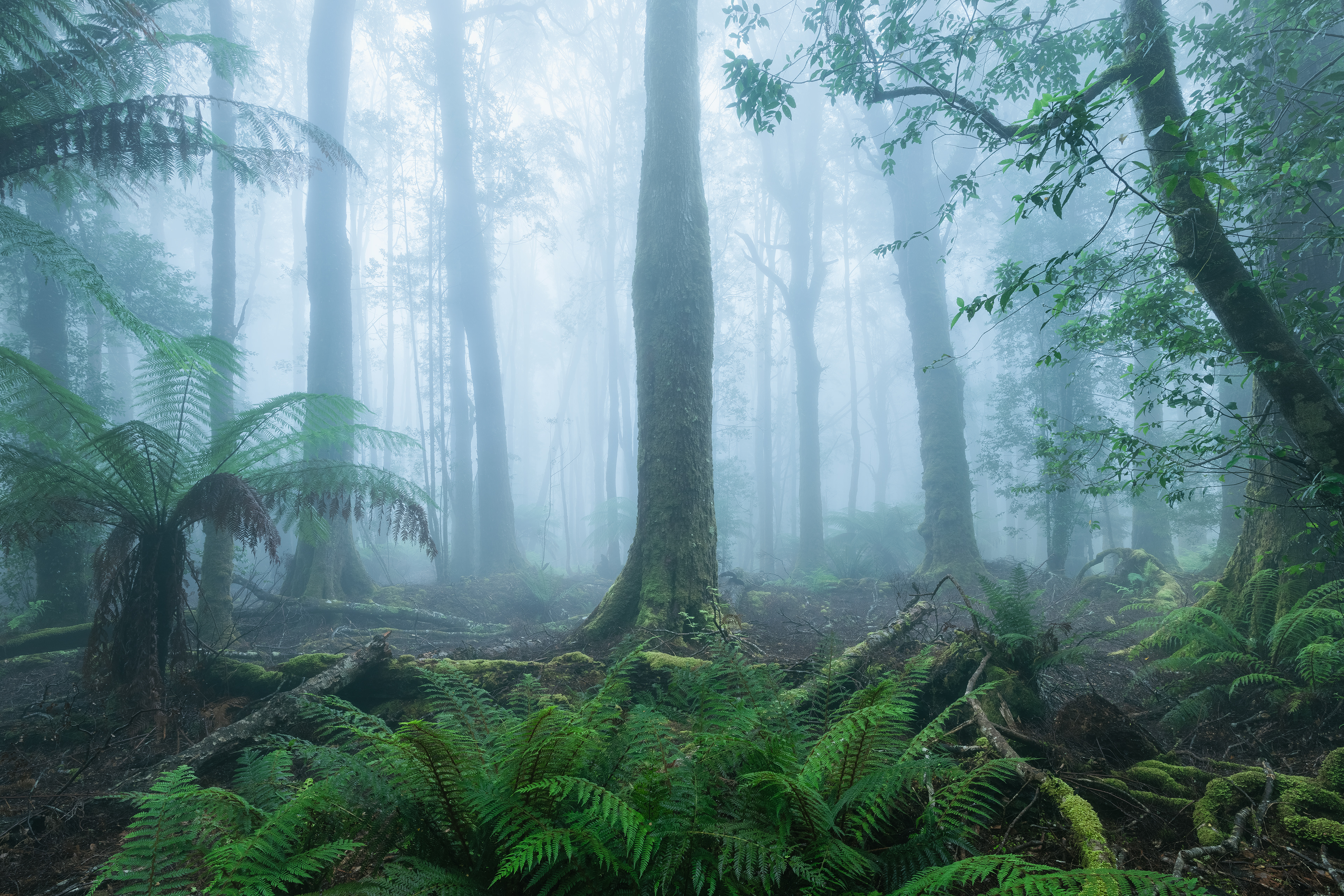 Myrtle Forest