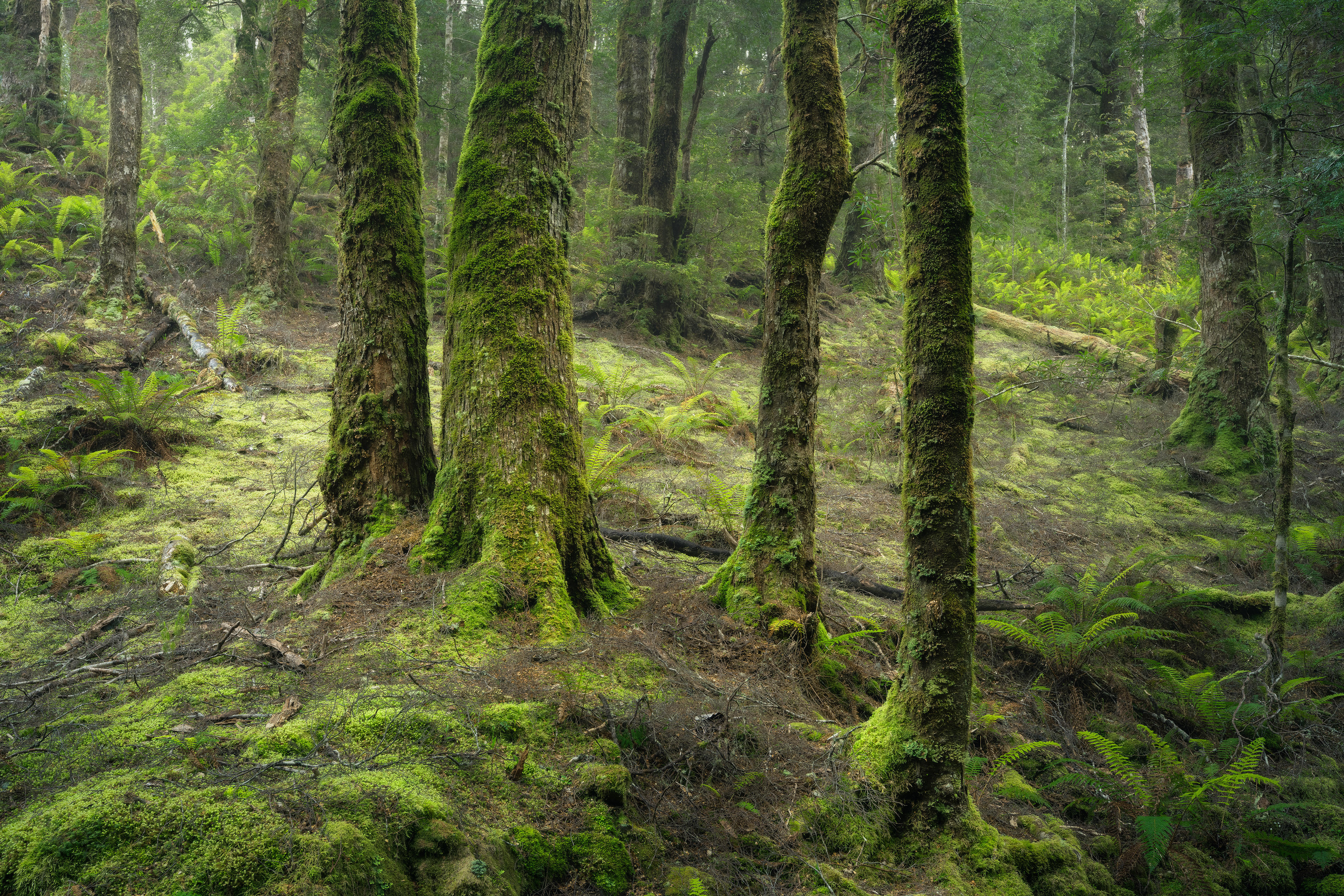 Tarkine