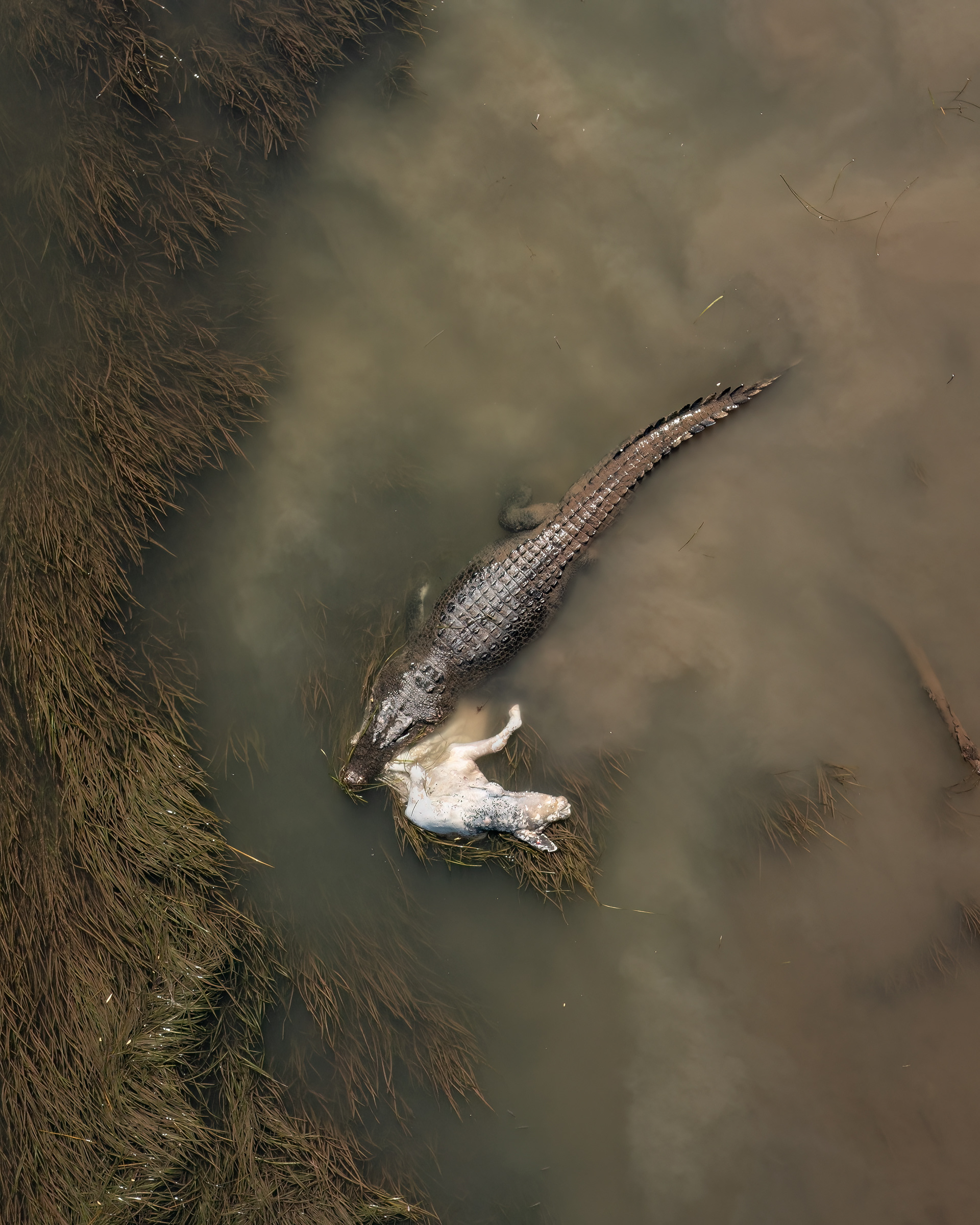 Estuarine Crocodile 01